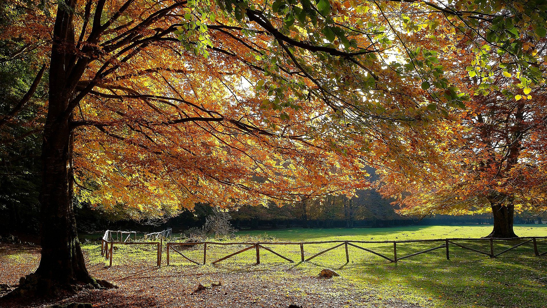 Autumn landscape in the woods