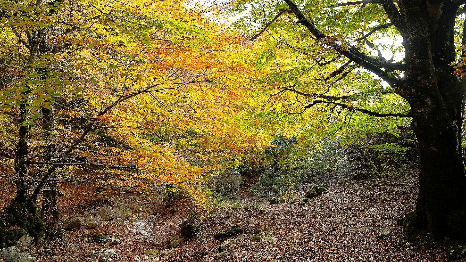 Forest in autumn colors