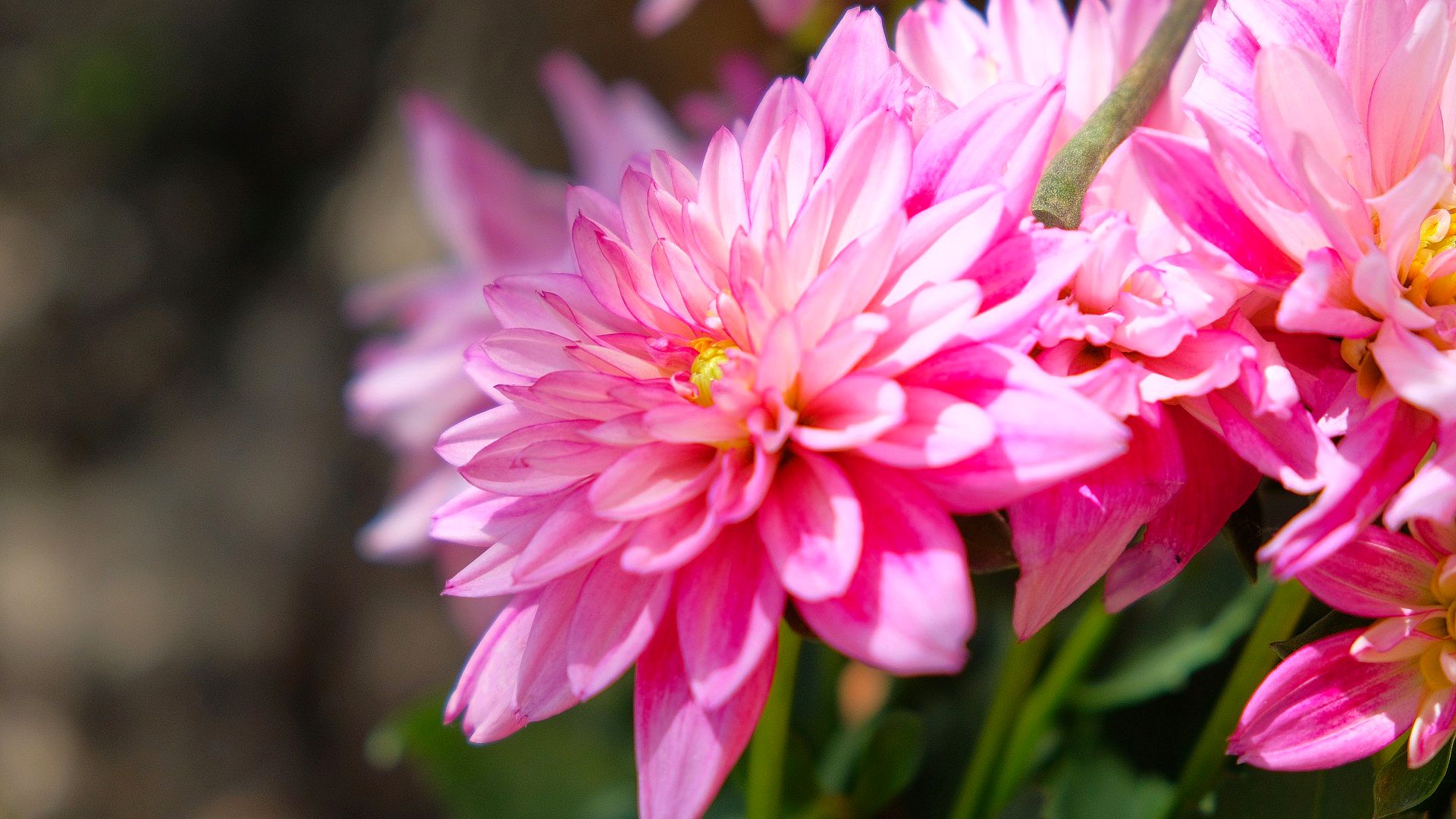 Pink dahlia in bloom