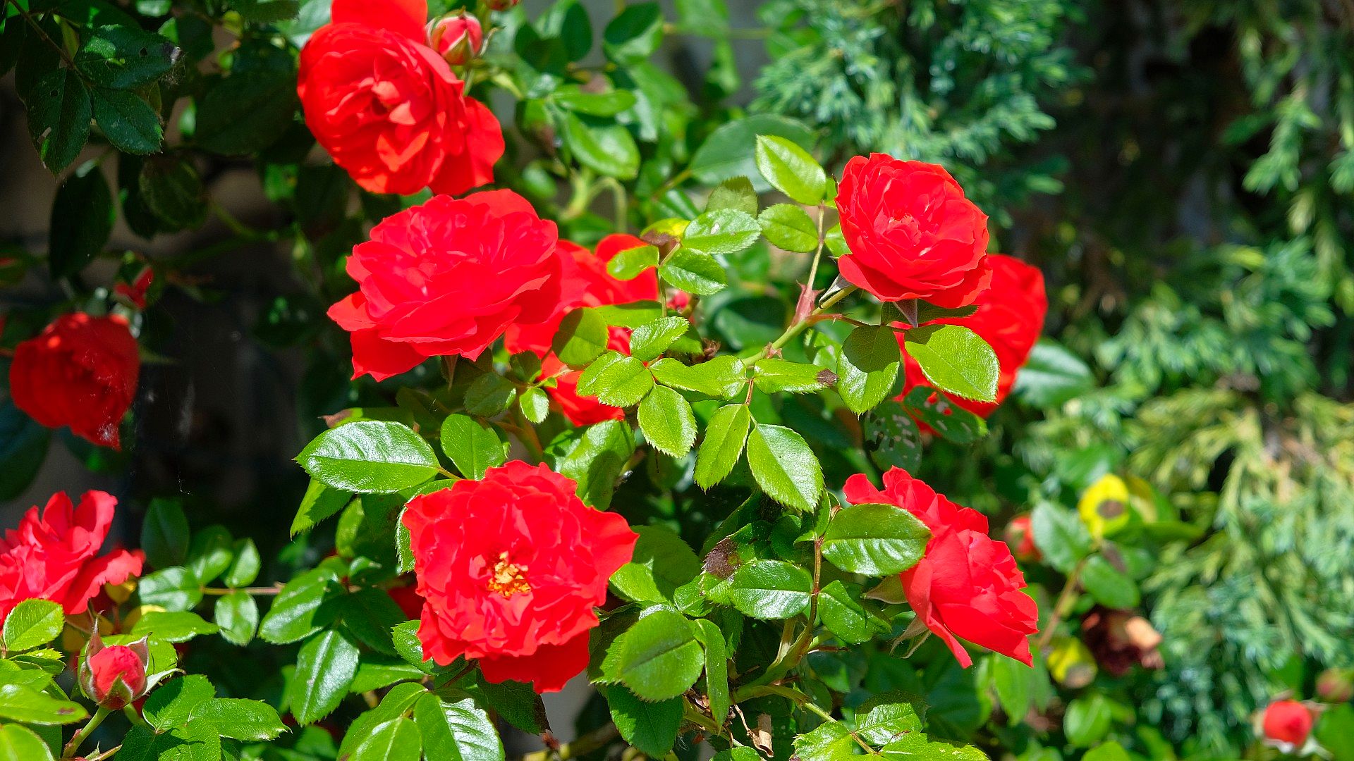 Red roses in bloom