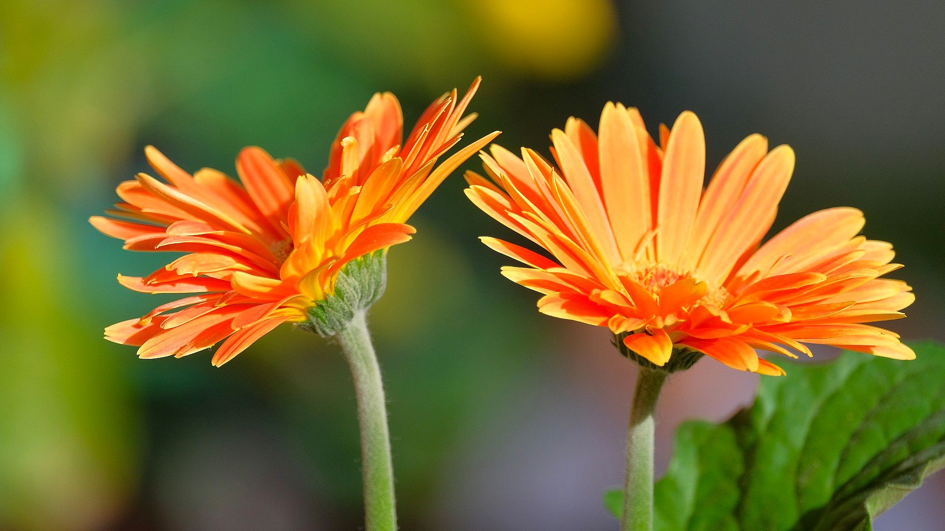 Two orange gerberas