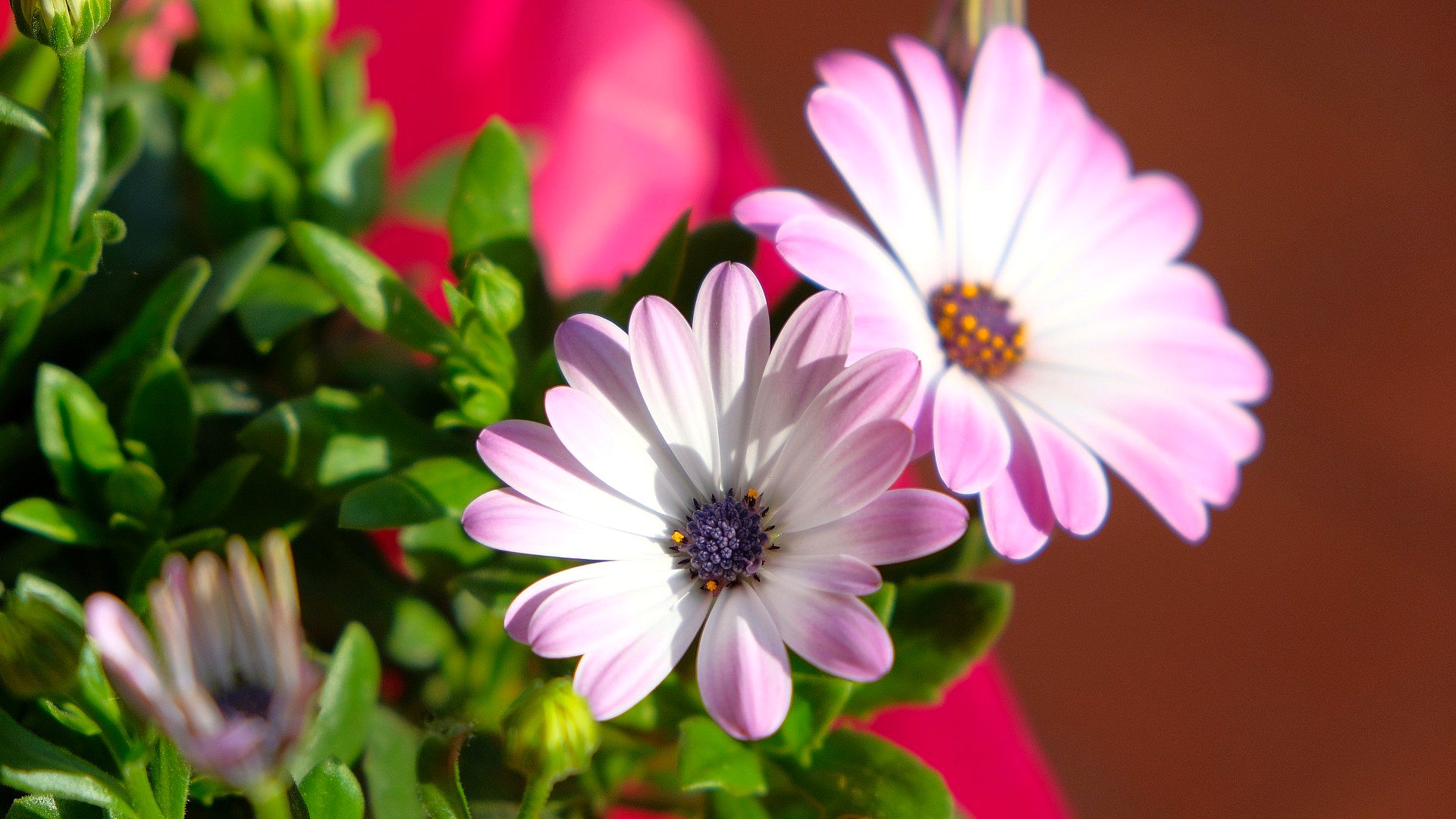 Purple daisies in close-up