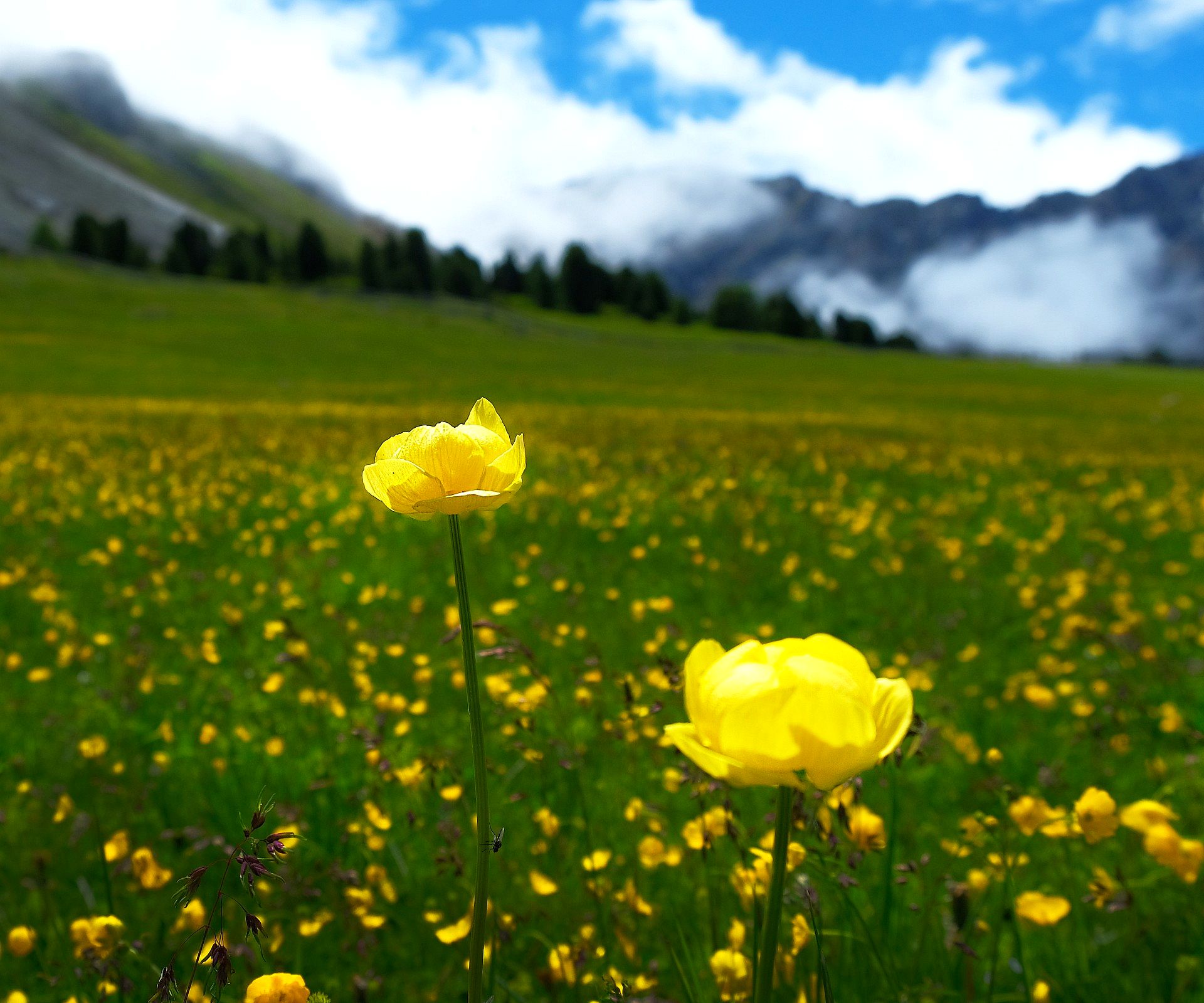 Alpine meadow in bloom
