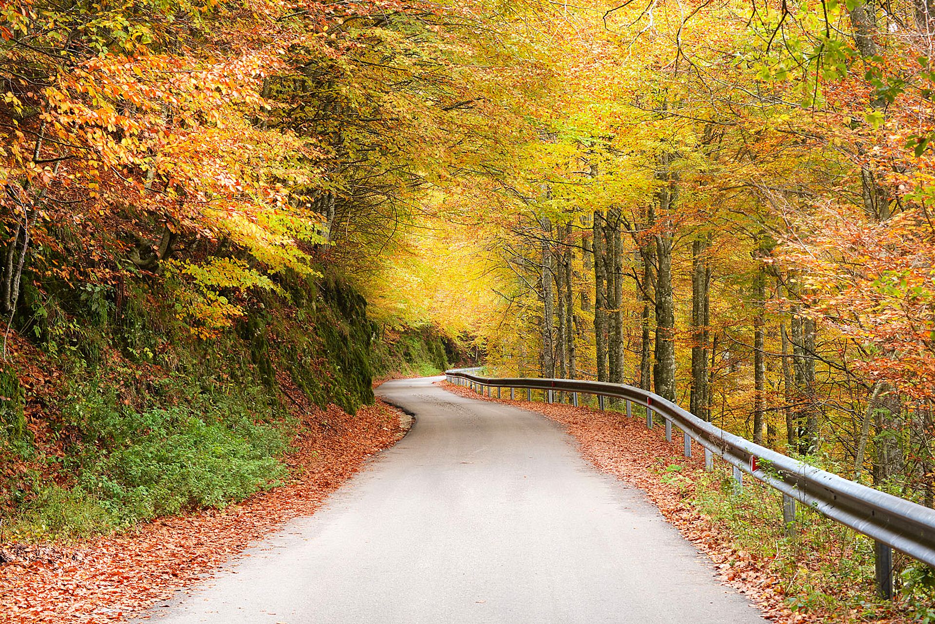 Autumn road in the woods