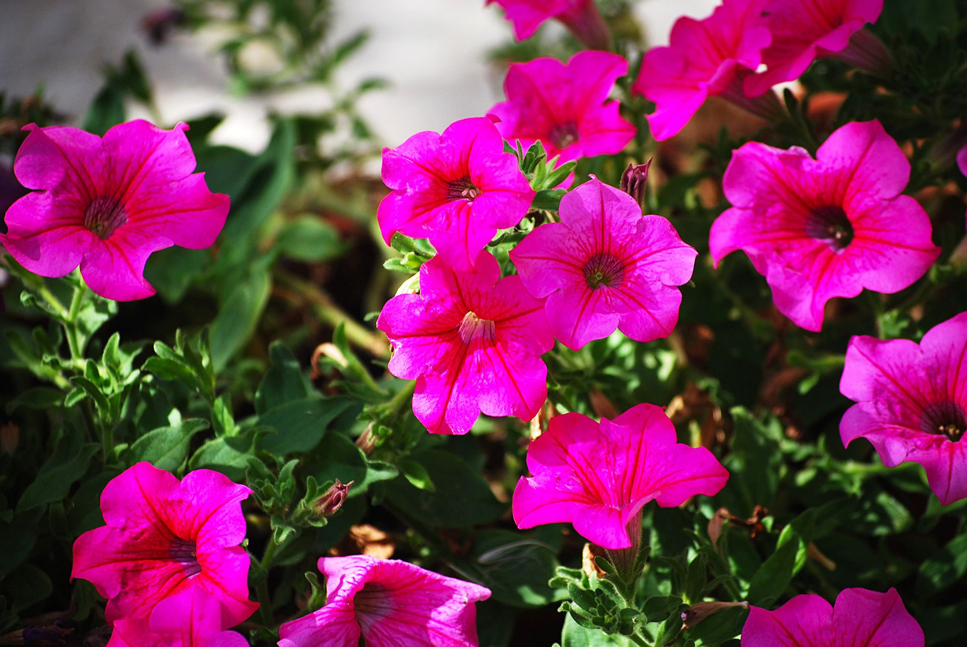 Vibrant pink petunias