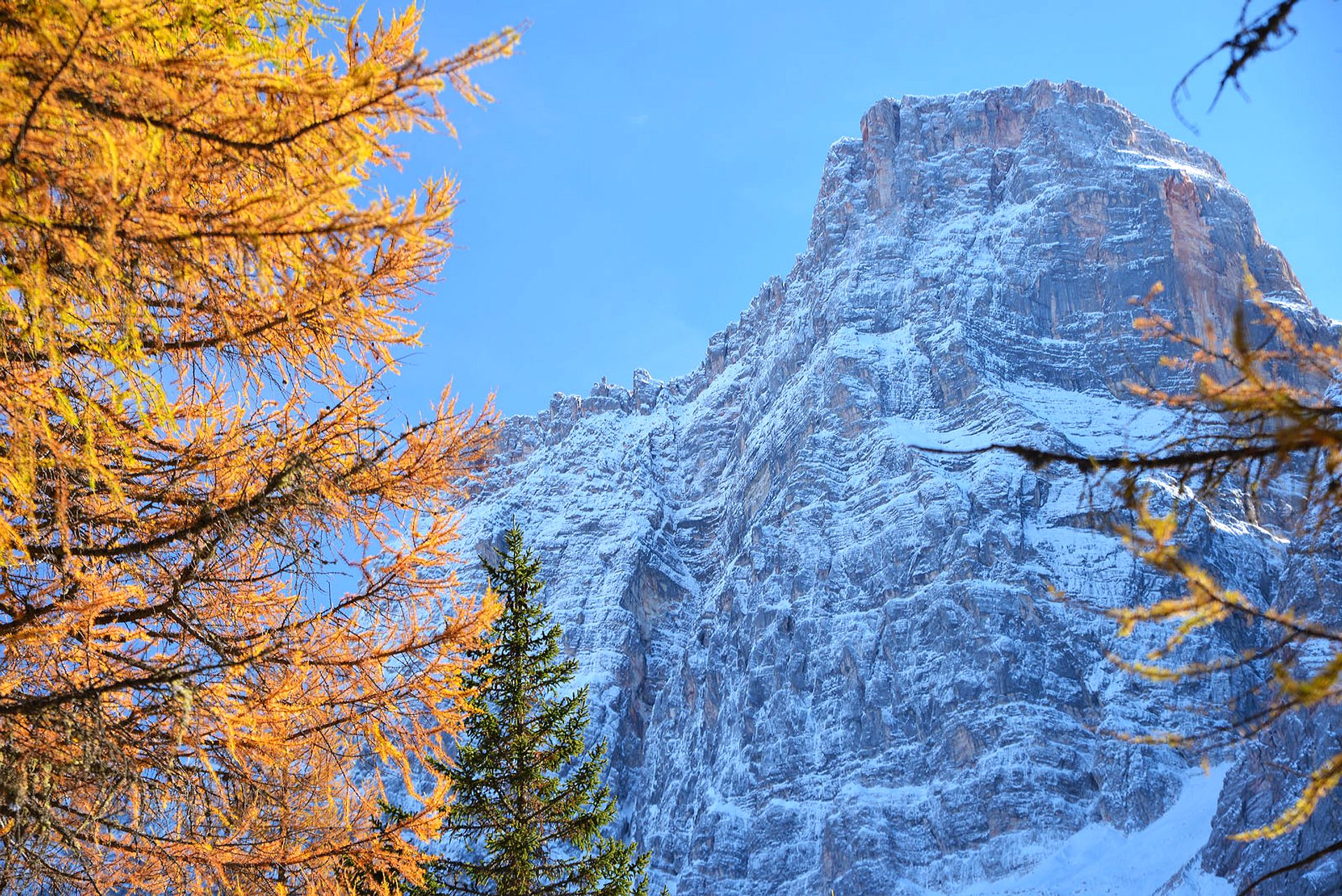 Snow-capped peak and golden larches
