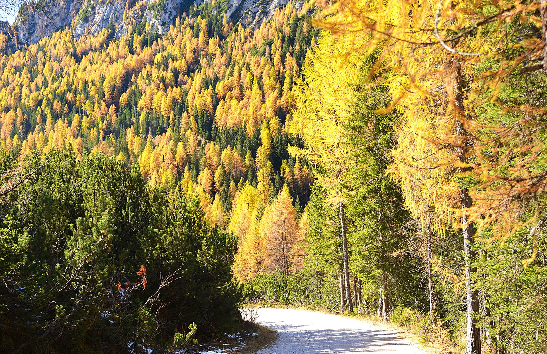 Autumnal larch forest