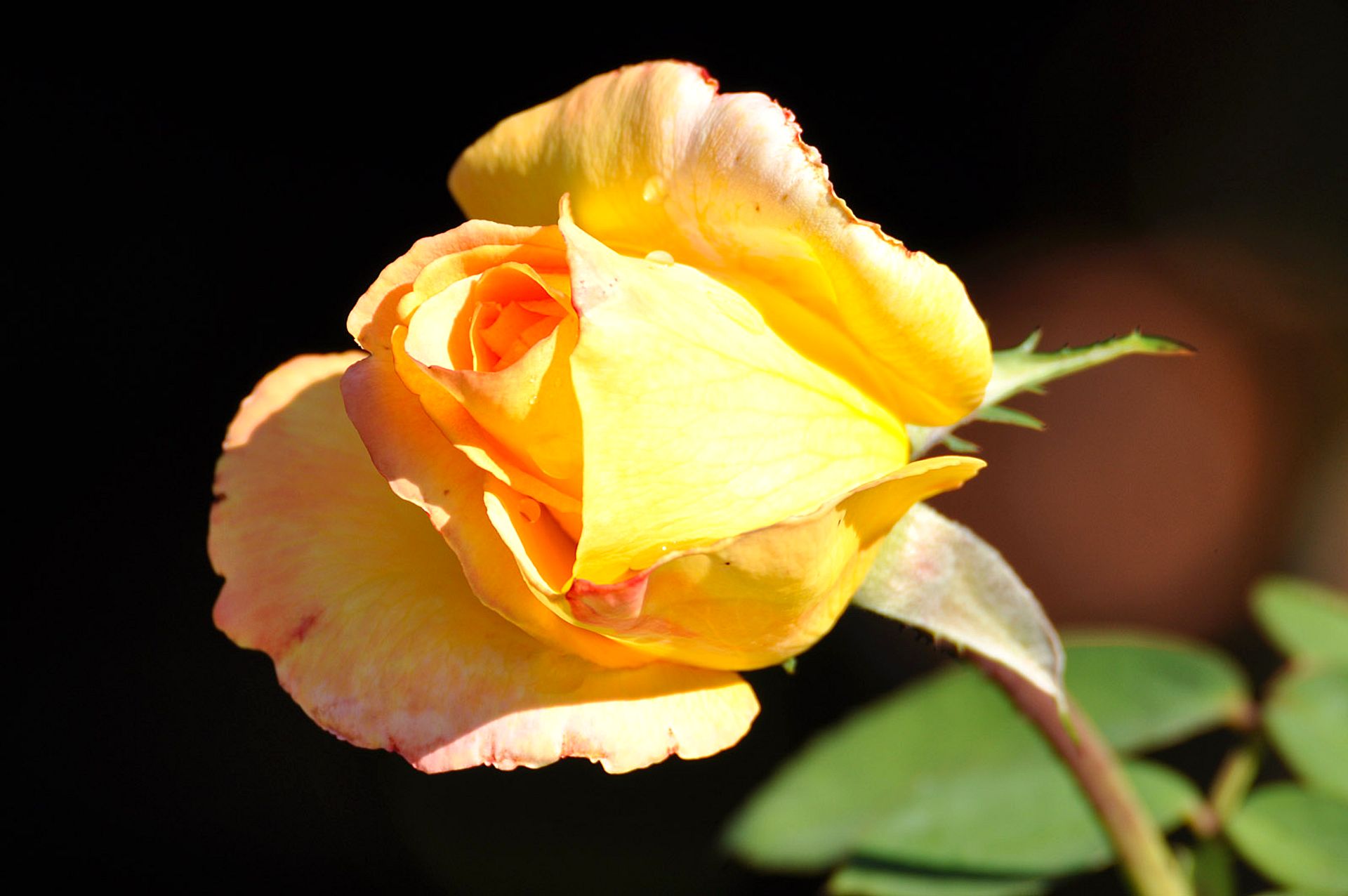 Yellow rose in bud