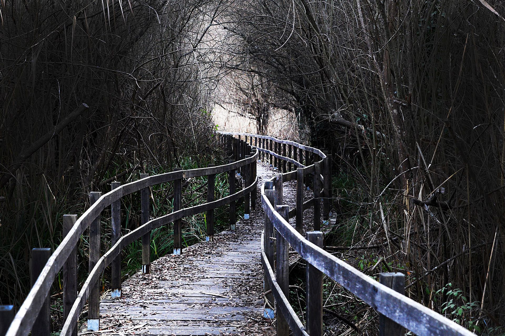 Path in the shady forest