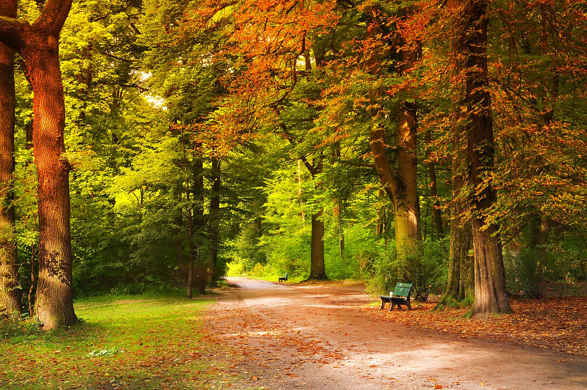 Path in the autumn forest