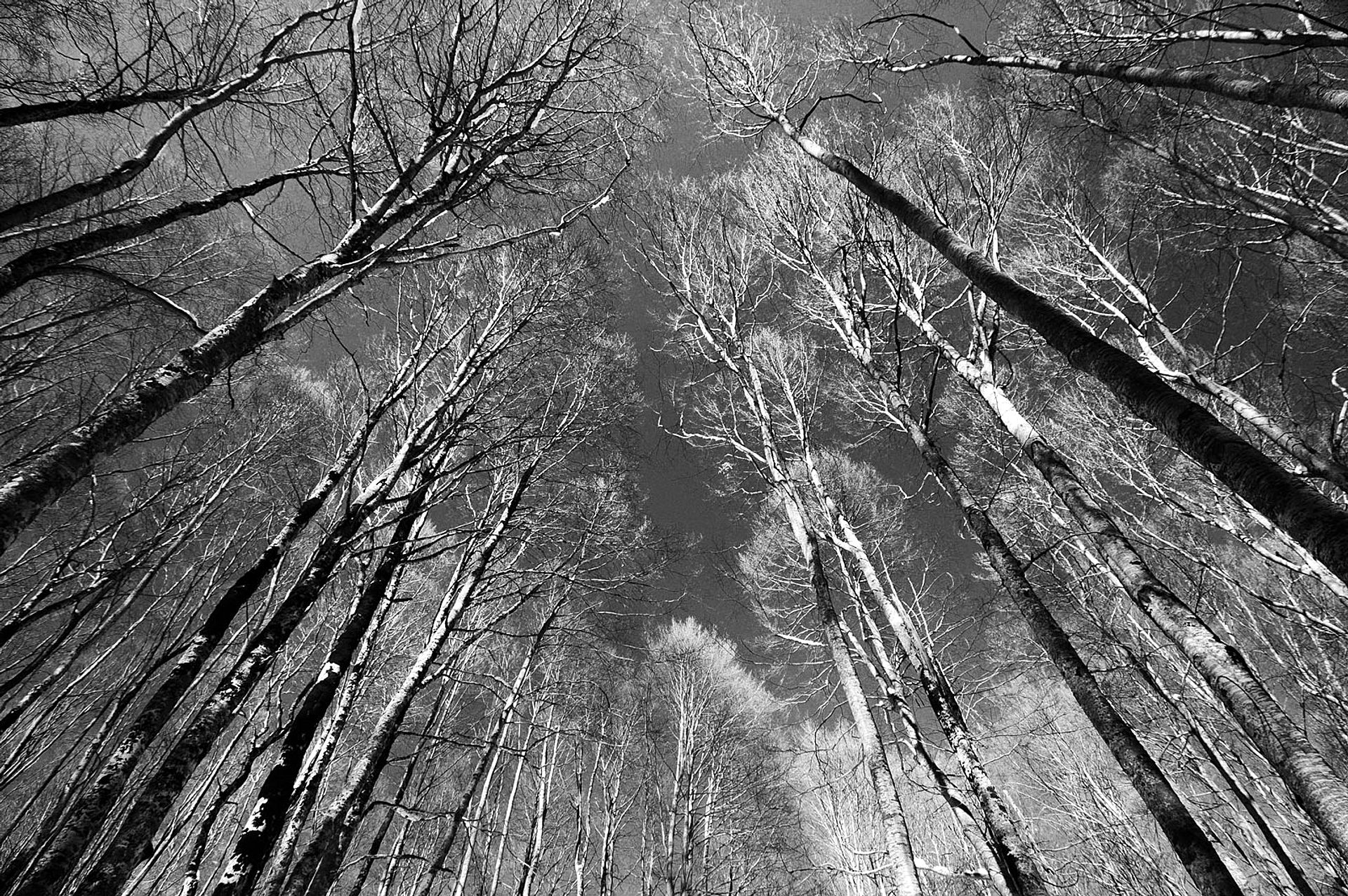 Looking towards the sky