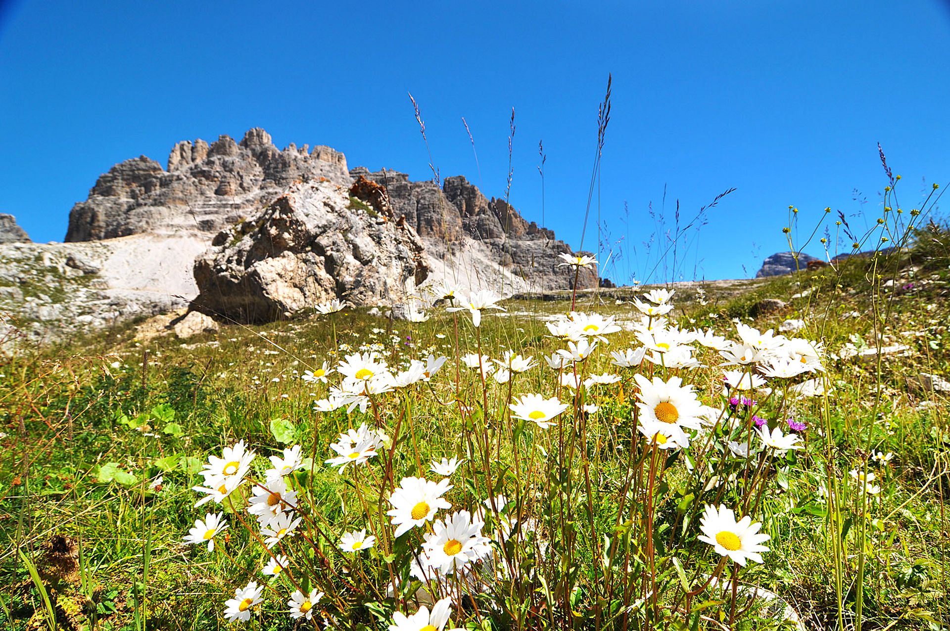 Flowery meadow in the mountains