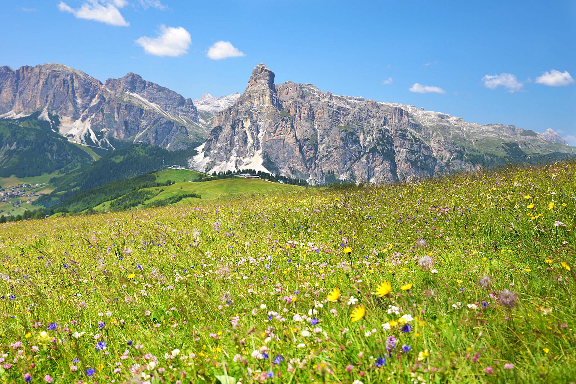 Flowery meadow in the Dolomites