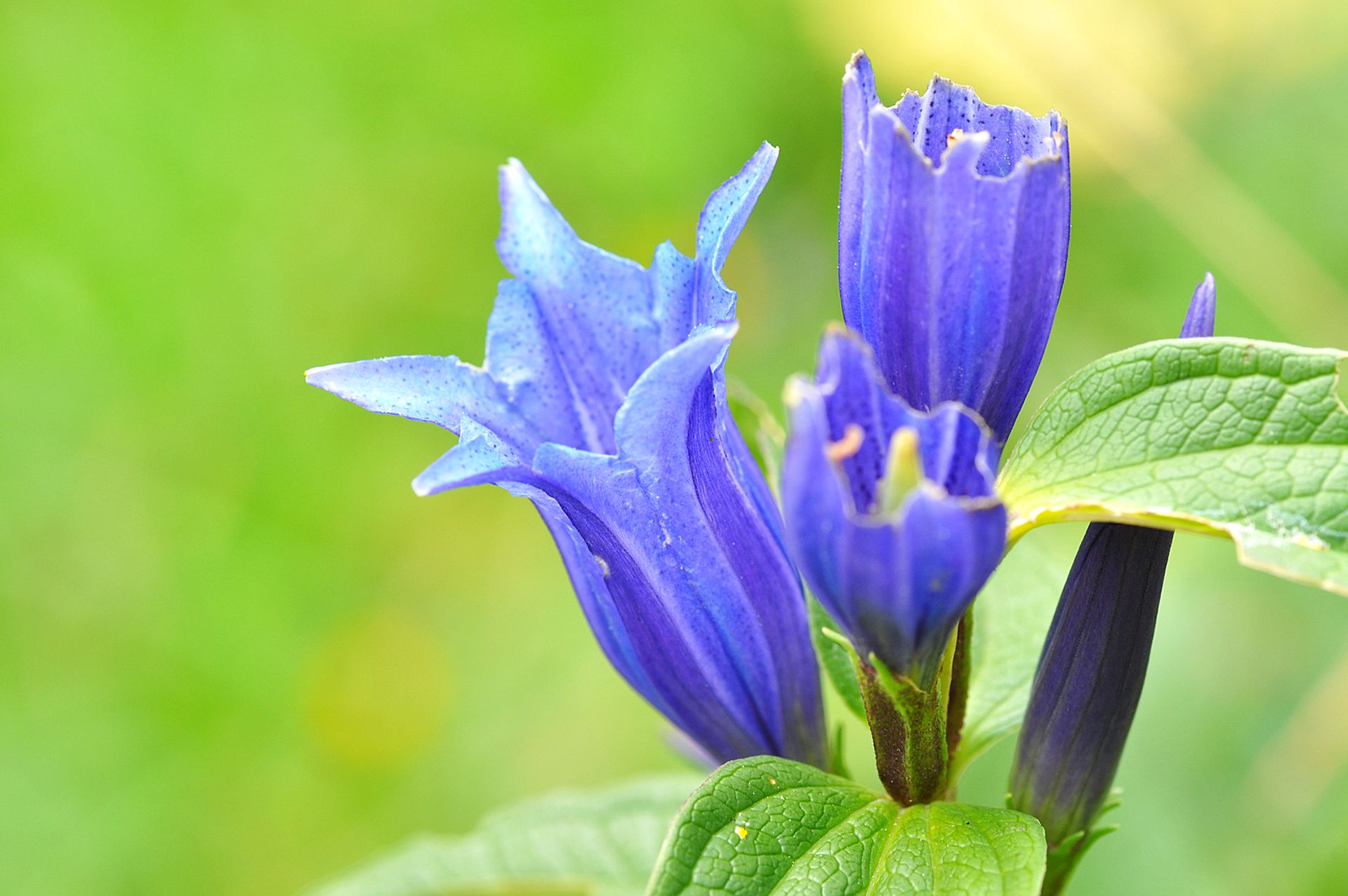 Blue gentian flowers