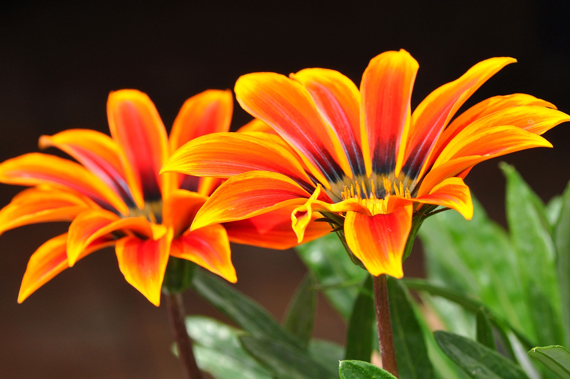 Orange Gazania Flowers
