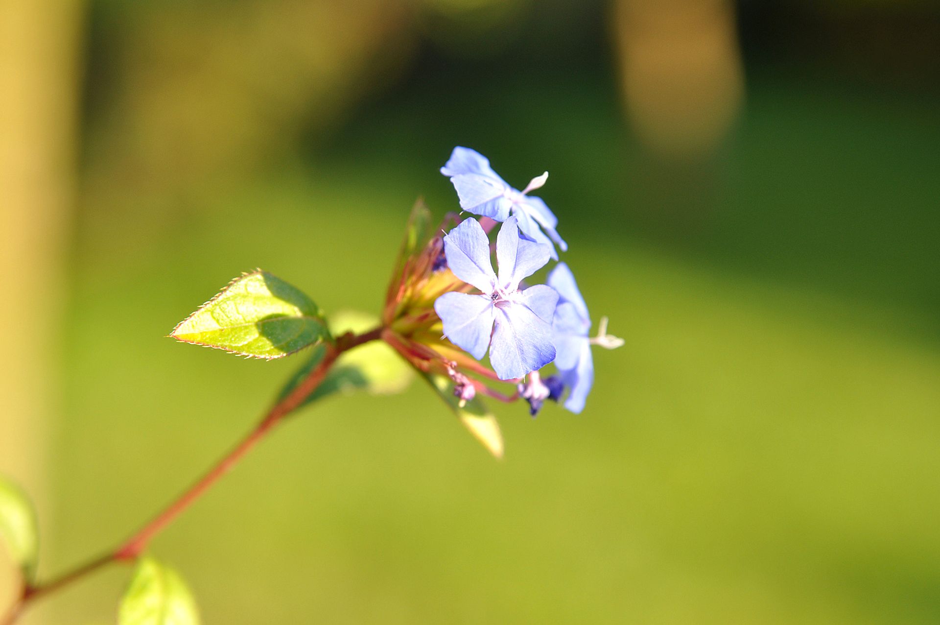 Blue flowers in the foreground