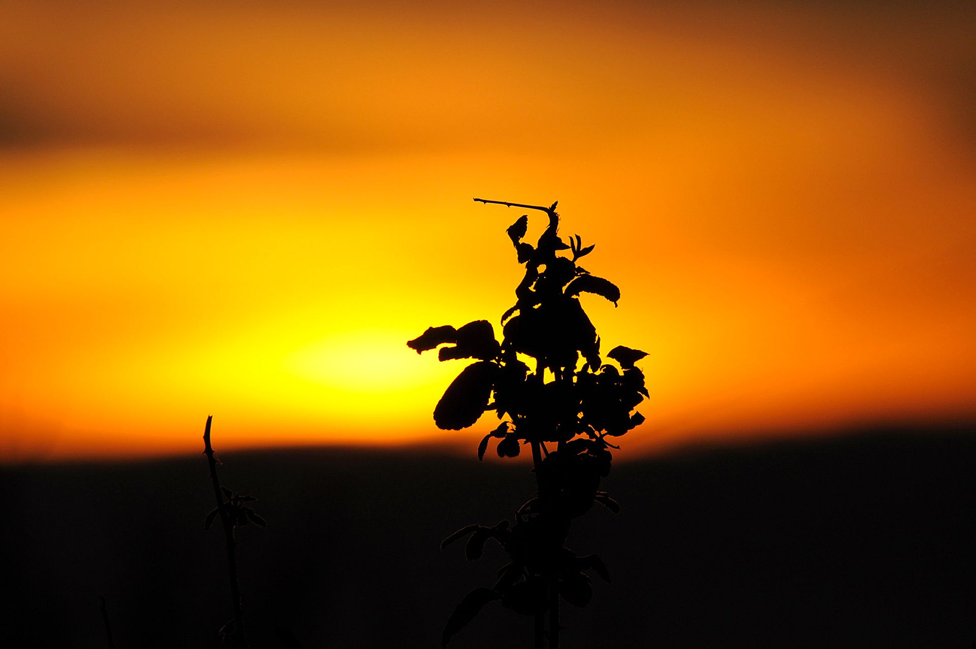 Plant silhouette at sunset