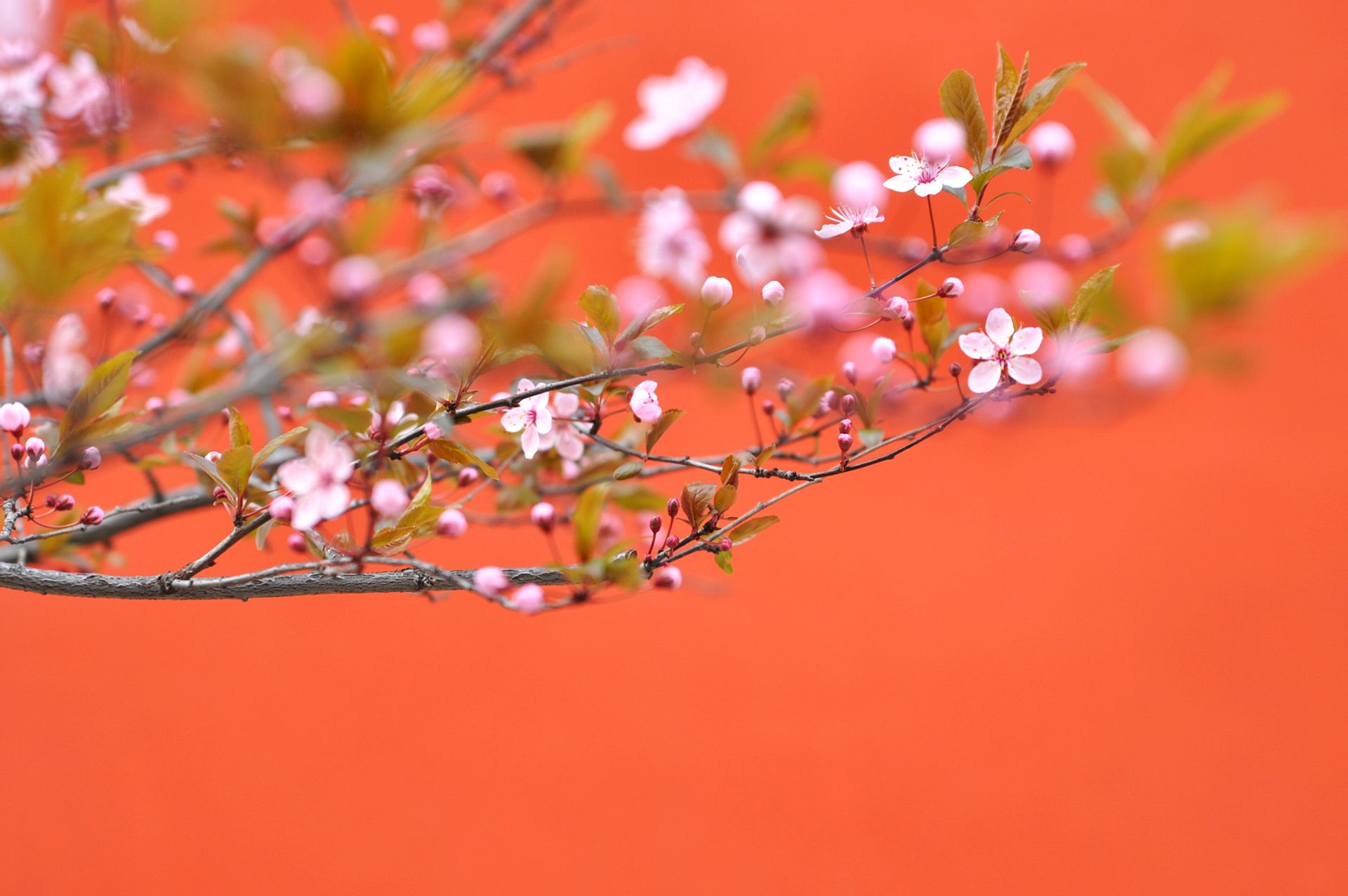 Pink flowers on an orange background