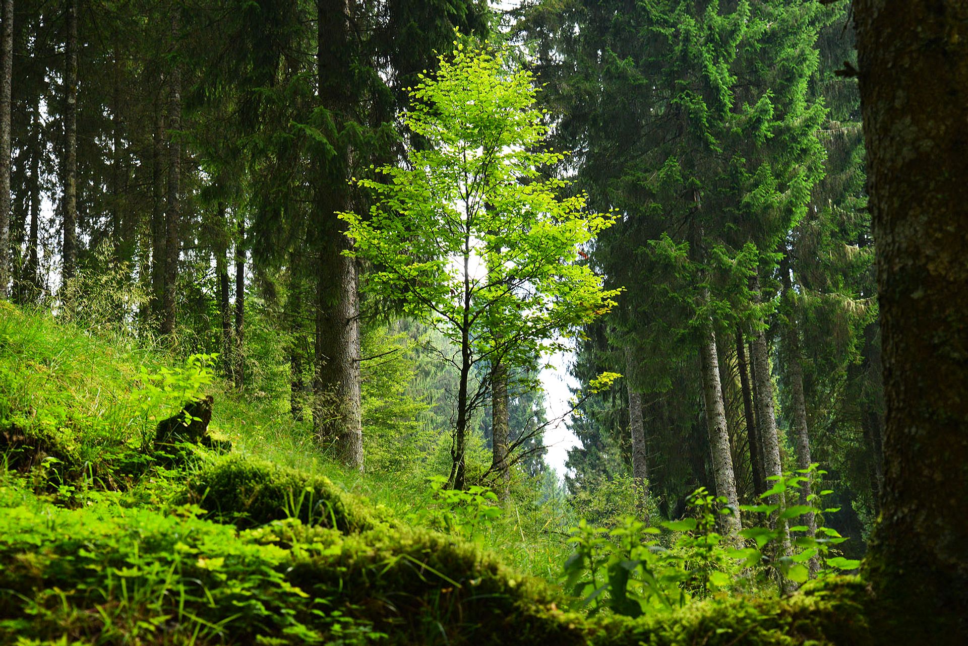 Bright tree in the forest