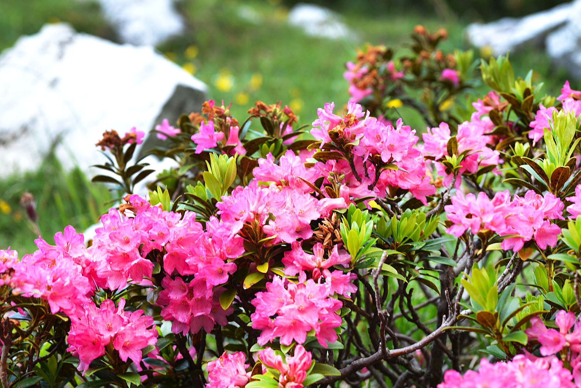 Pink rhododendron flowers