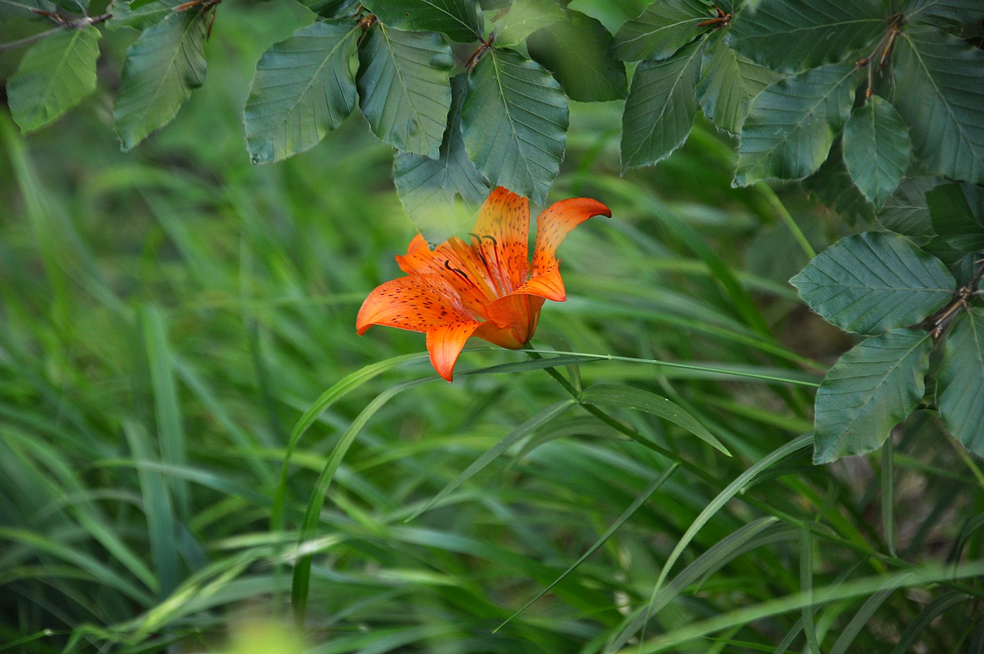 Orange lily in the meadow