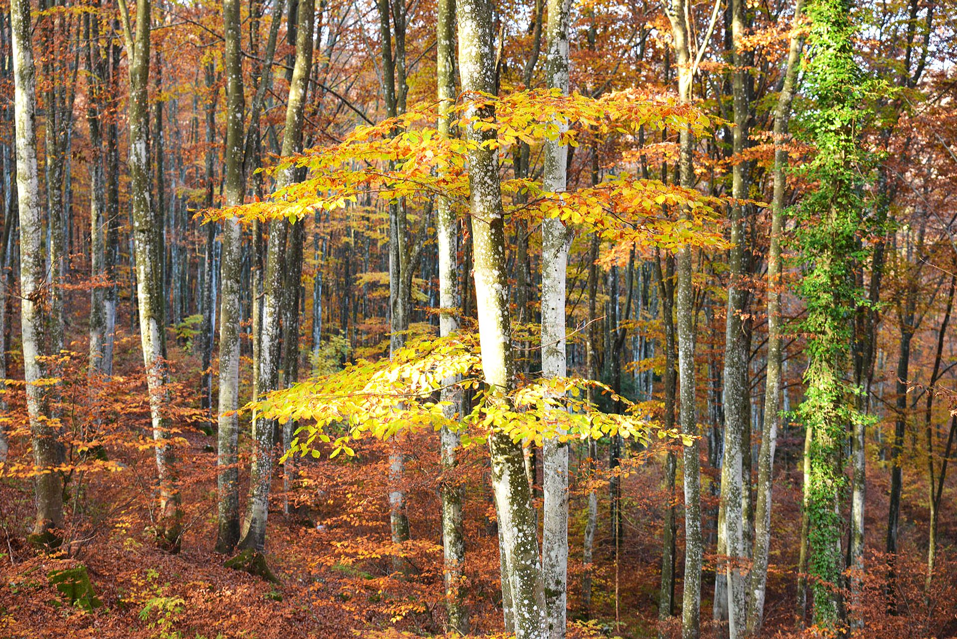 Forest in autumnal dress