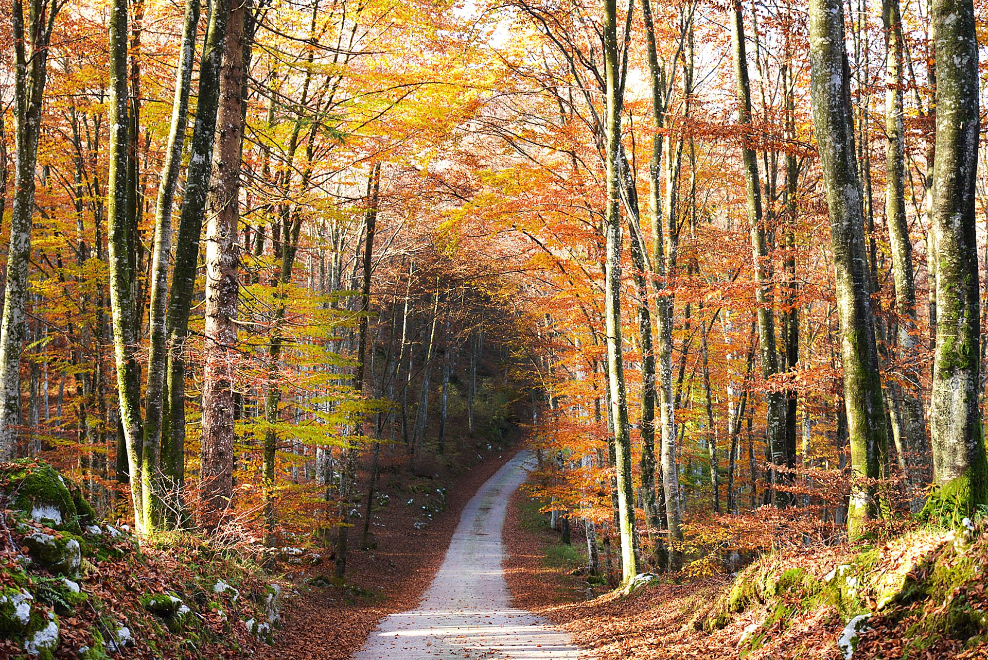 Autumn path in the woods