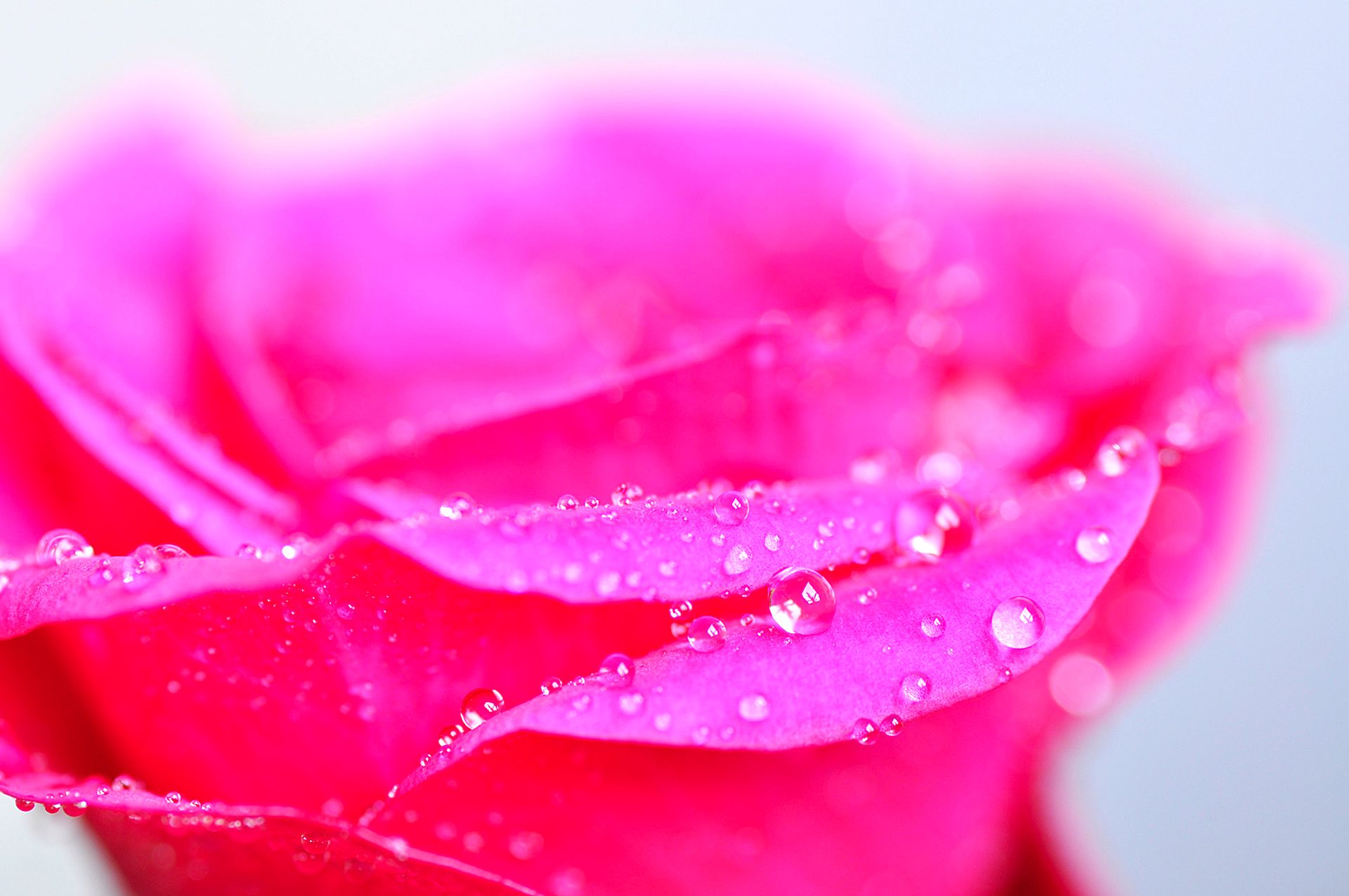 Pink rose with dew