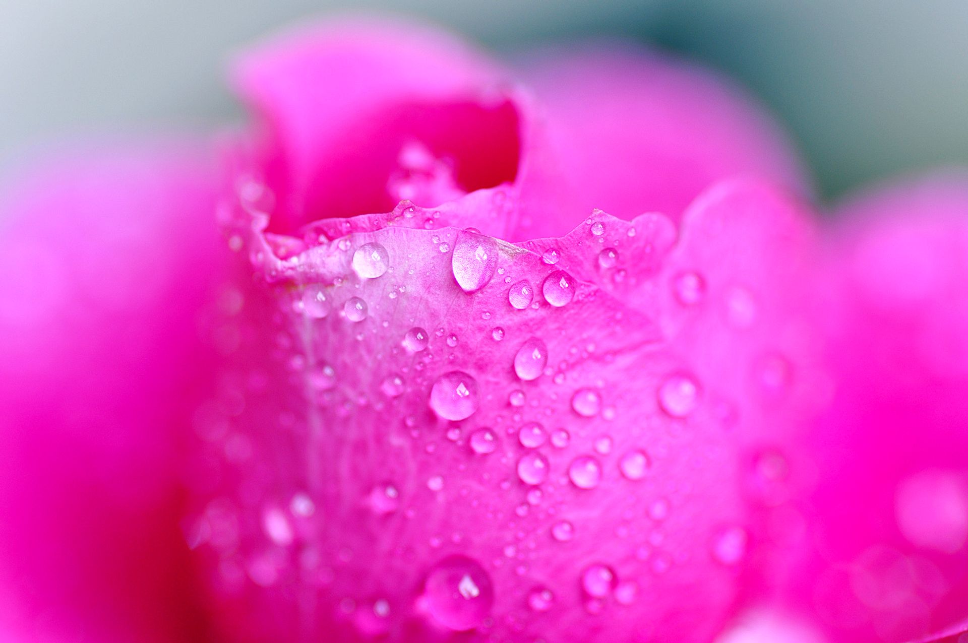 Pink rose with dew