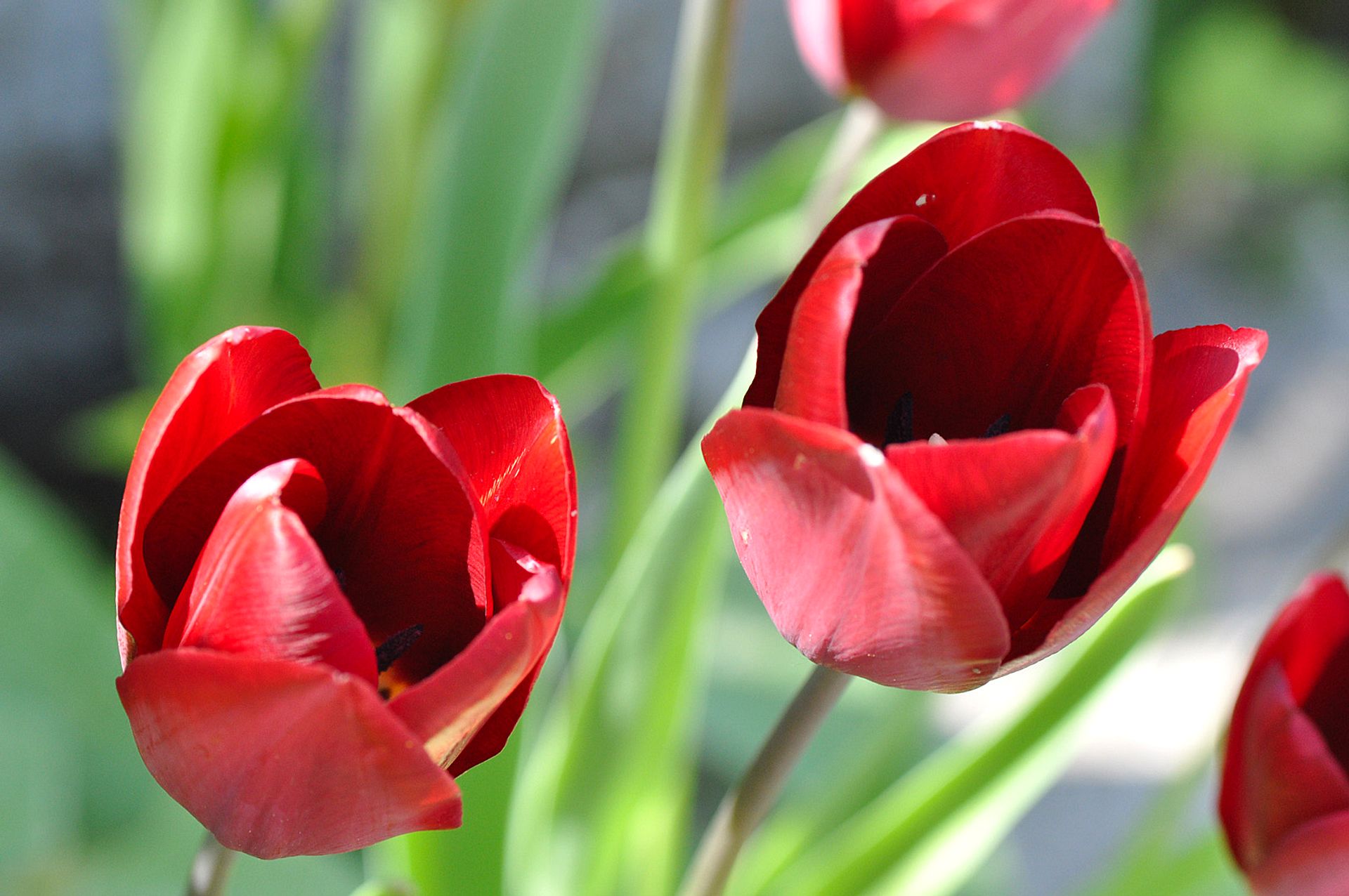 Red tulips in close-up
