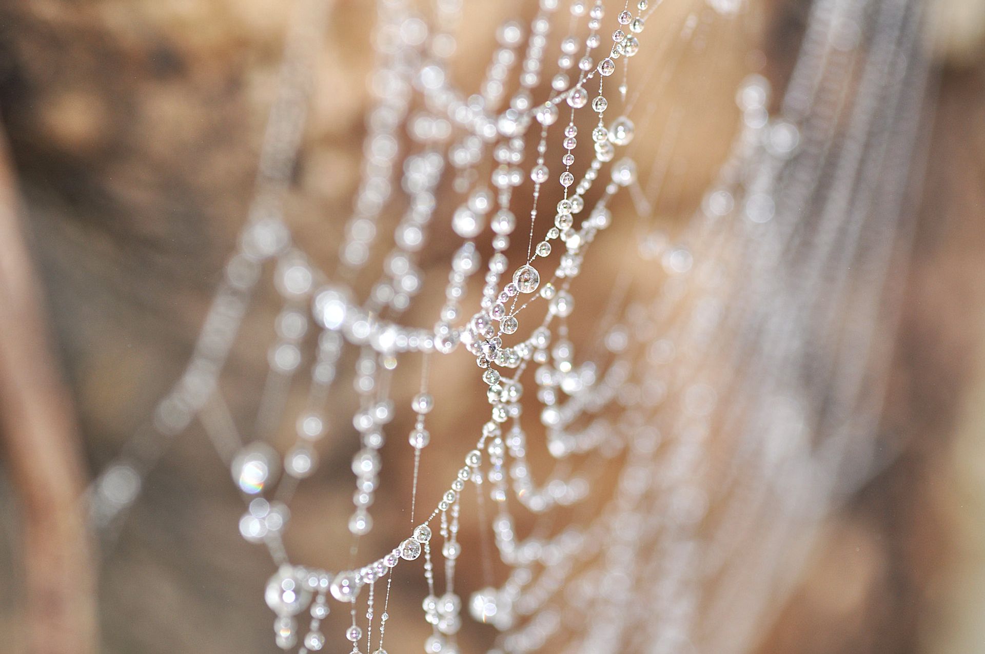 Dew on the spiderweb