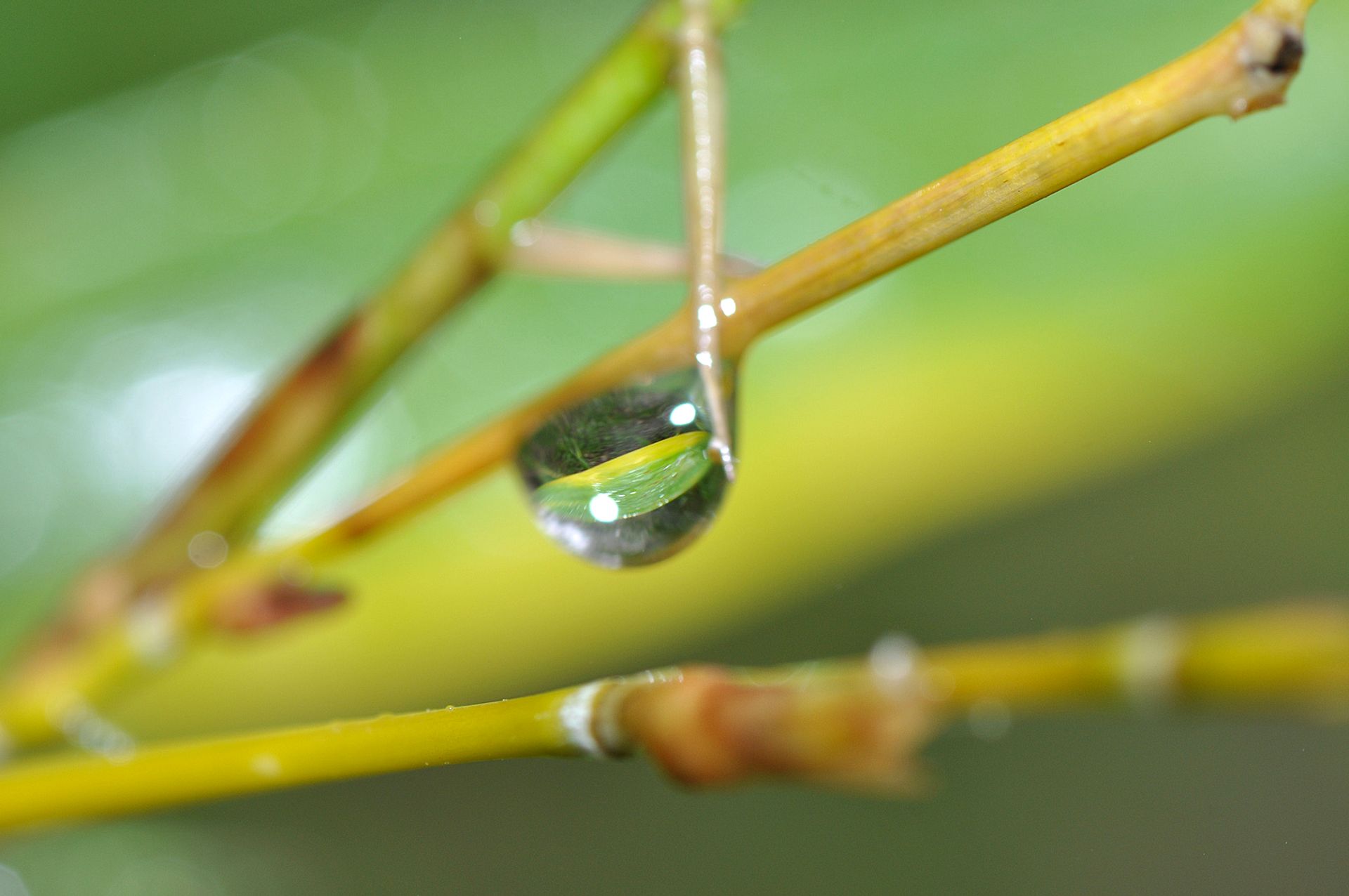 Dewdrop macro