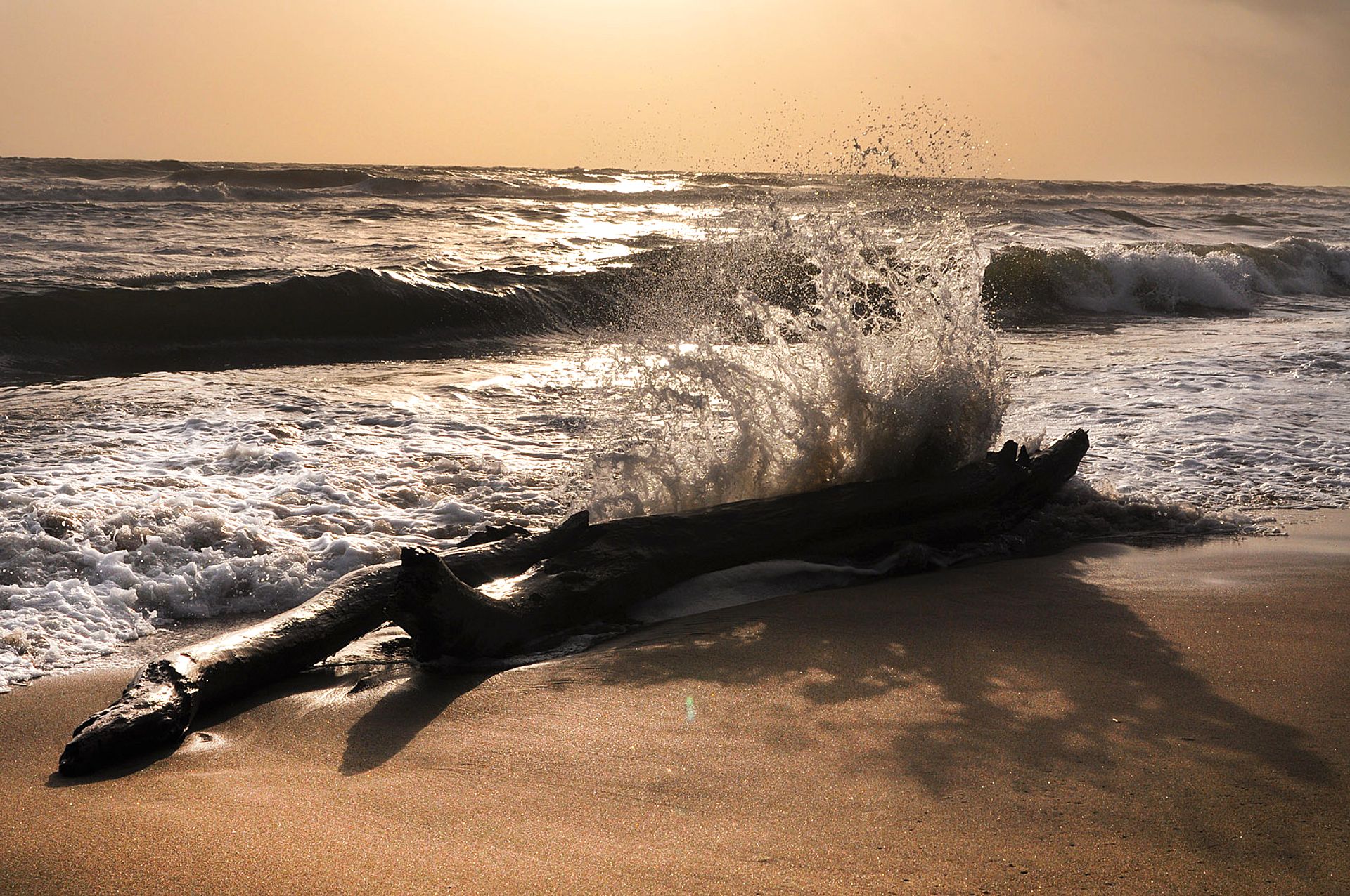 Wave on the trunk at sunset