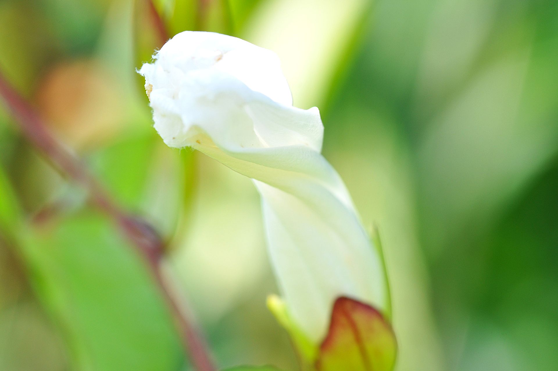White flower bud