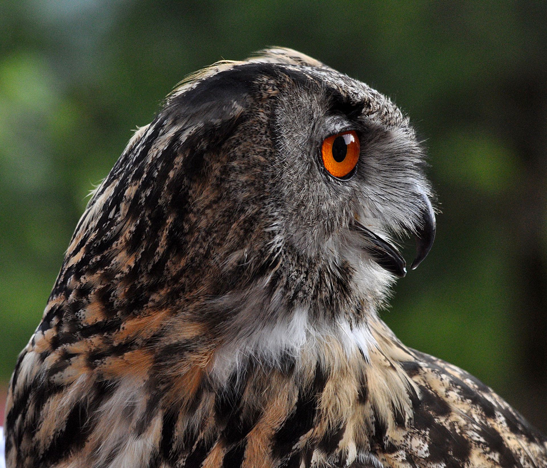 Portrait of an eagle owl