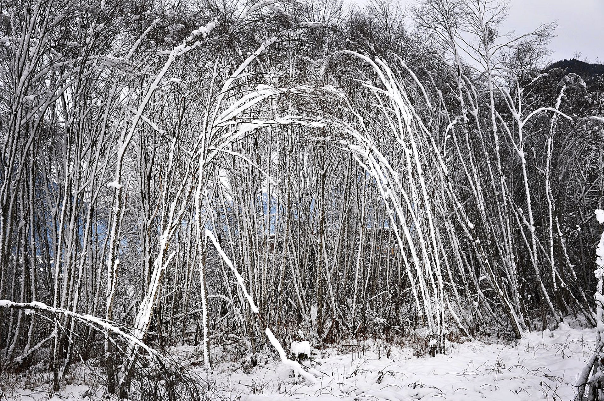 Trees bent over by the snow