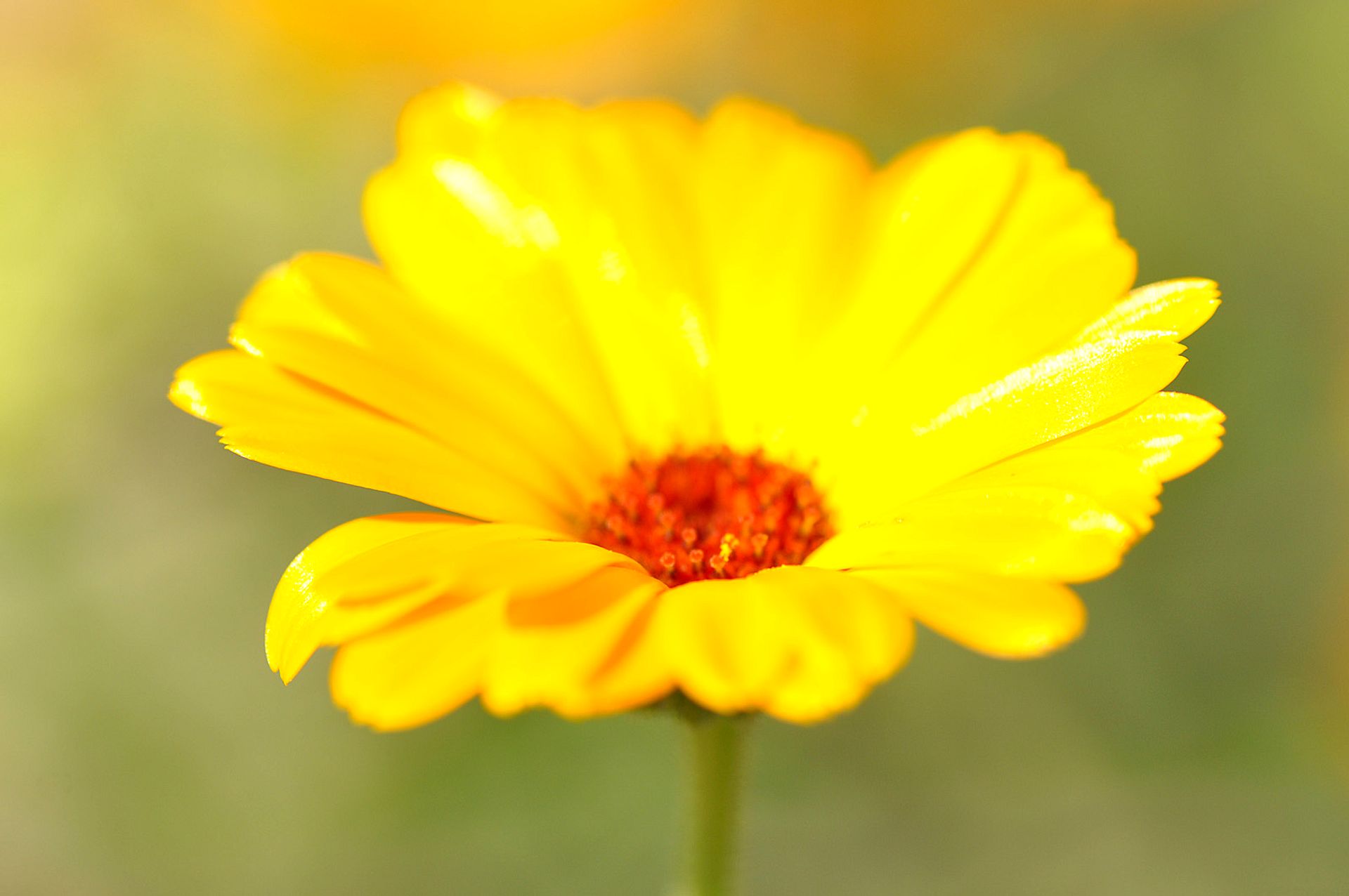 Yellow flower in close-up