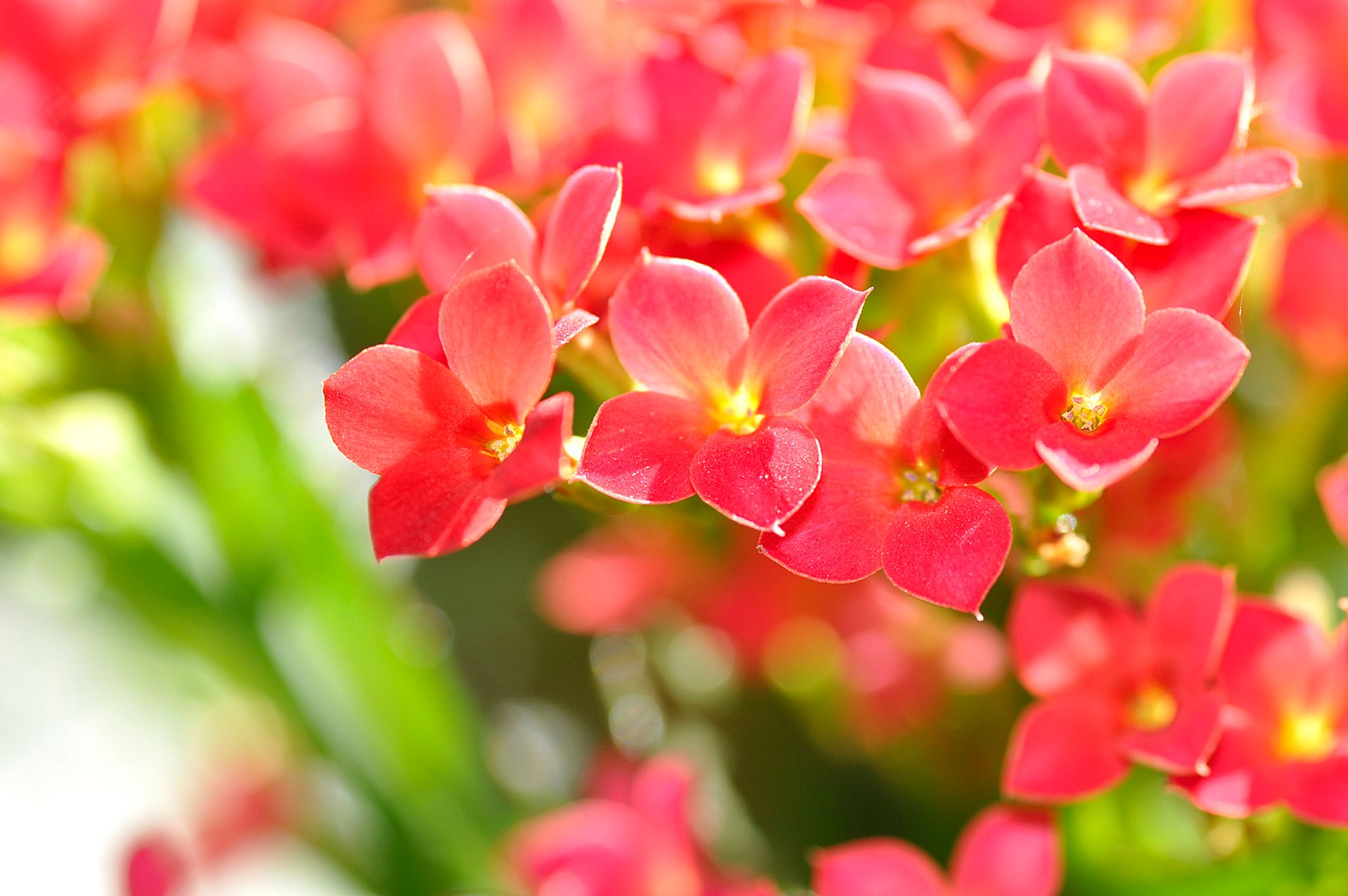 Red flowers in the foreground