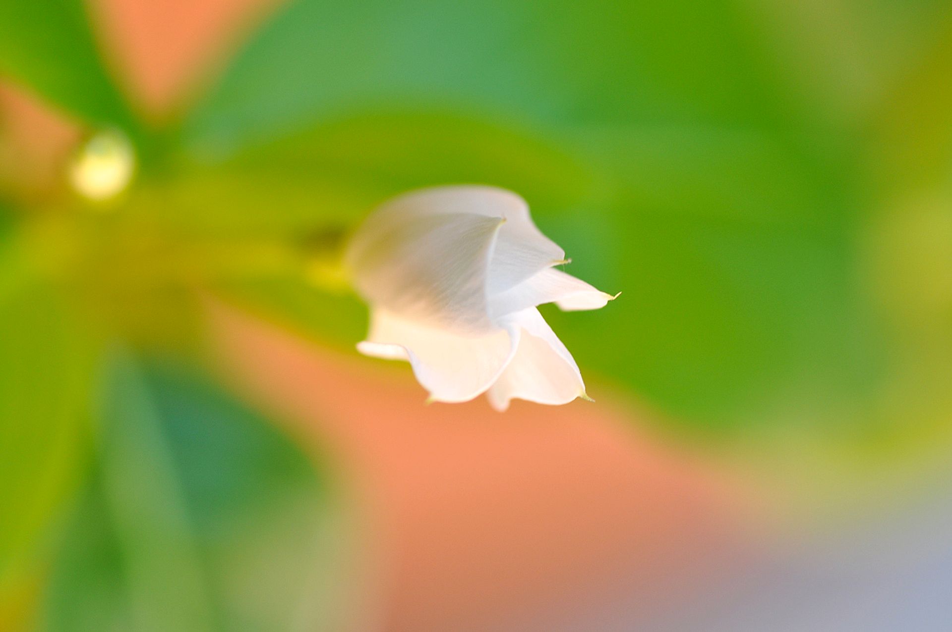 White flower bud