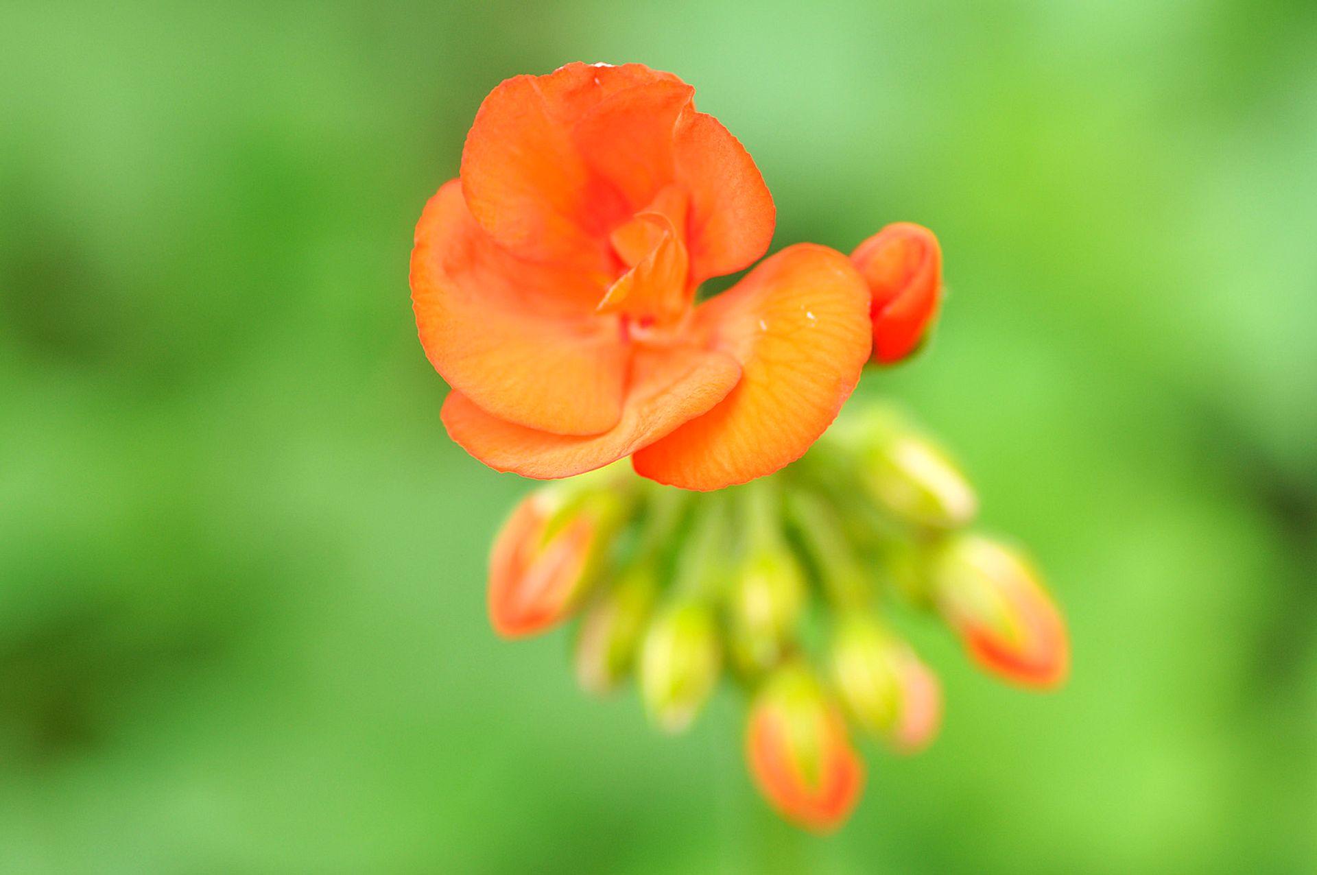 Detail of an orange flower
