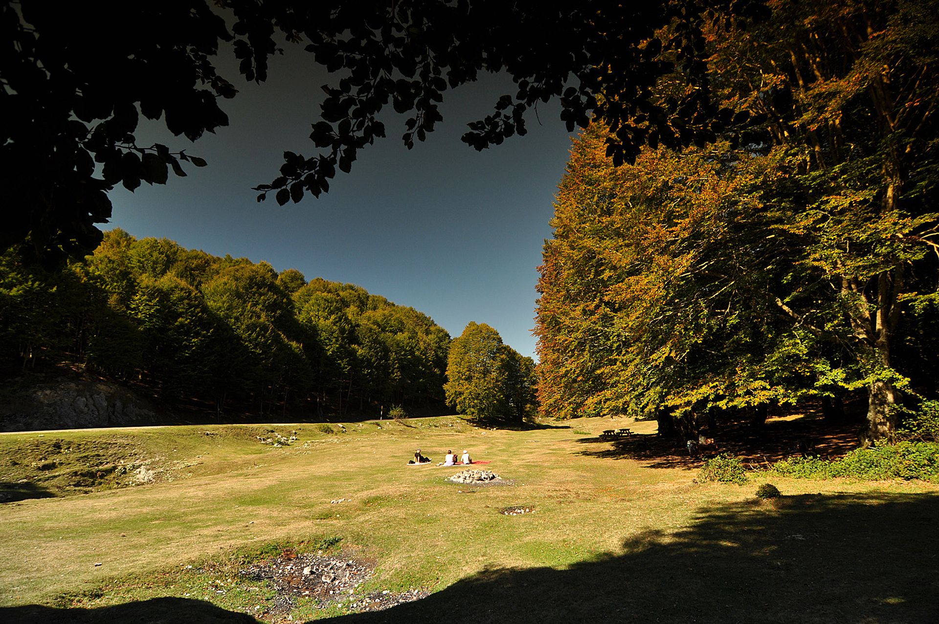 Forest clearing in autumn