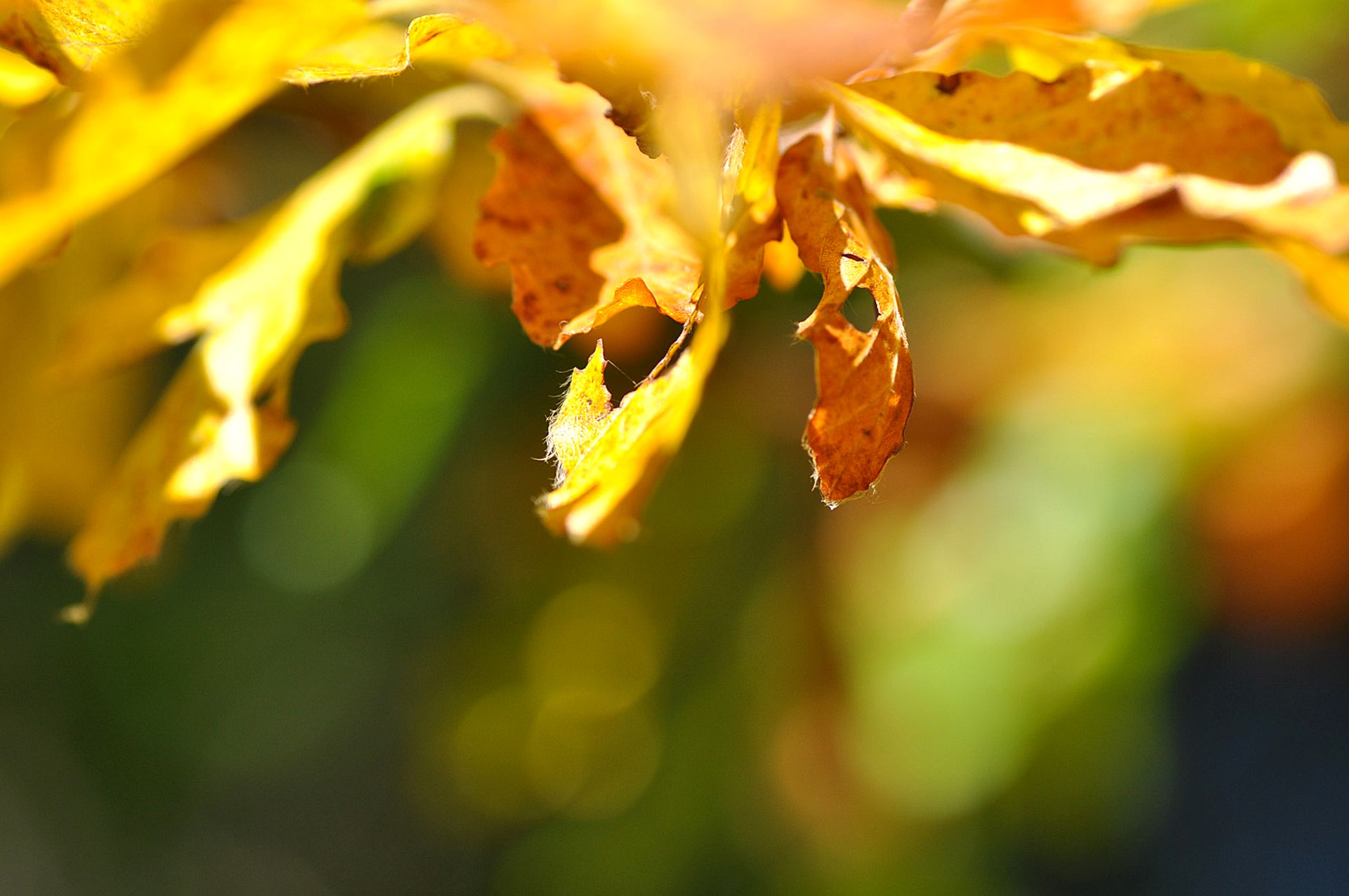 Detail of Autumn Leaves