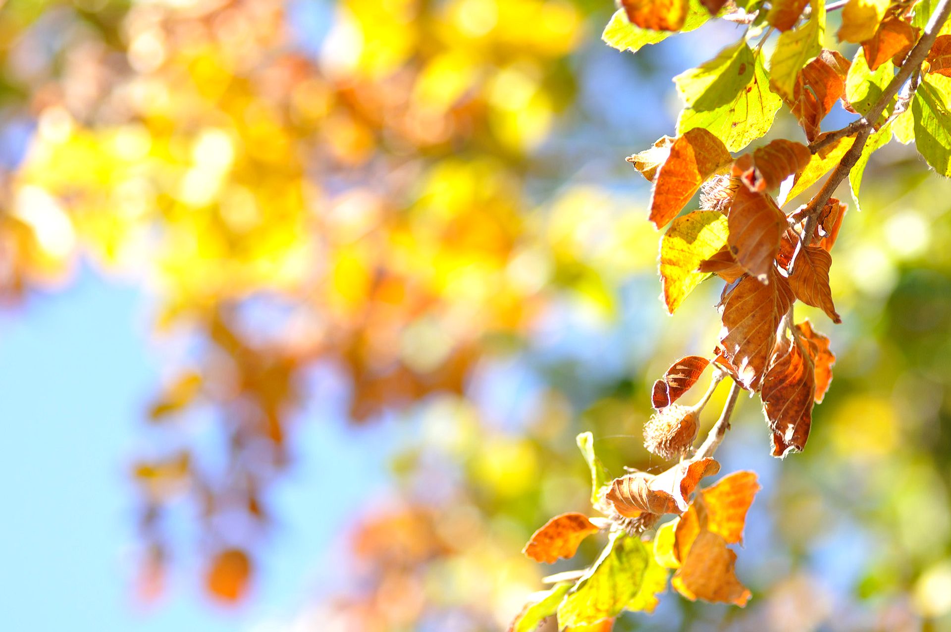 Autumn colors and sky