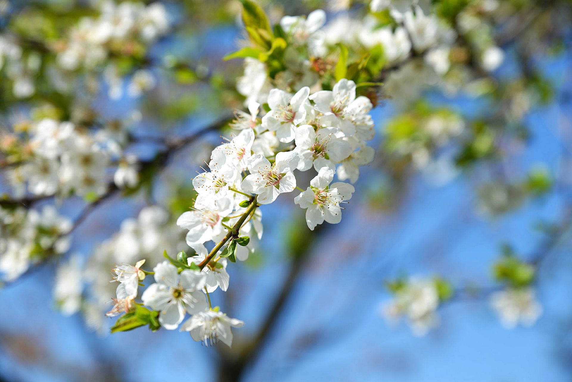 White flowers on a blue sky