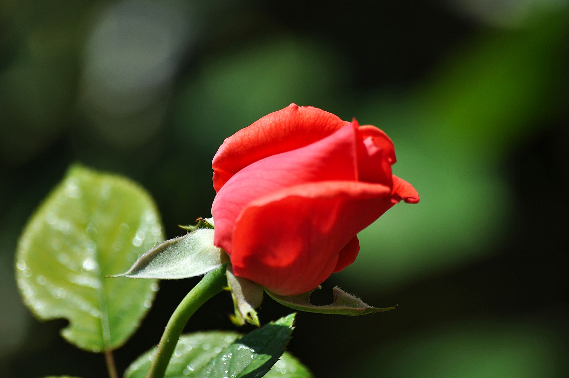 Red Rosebud
