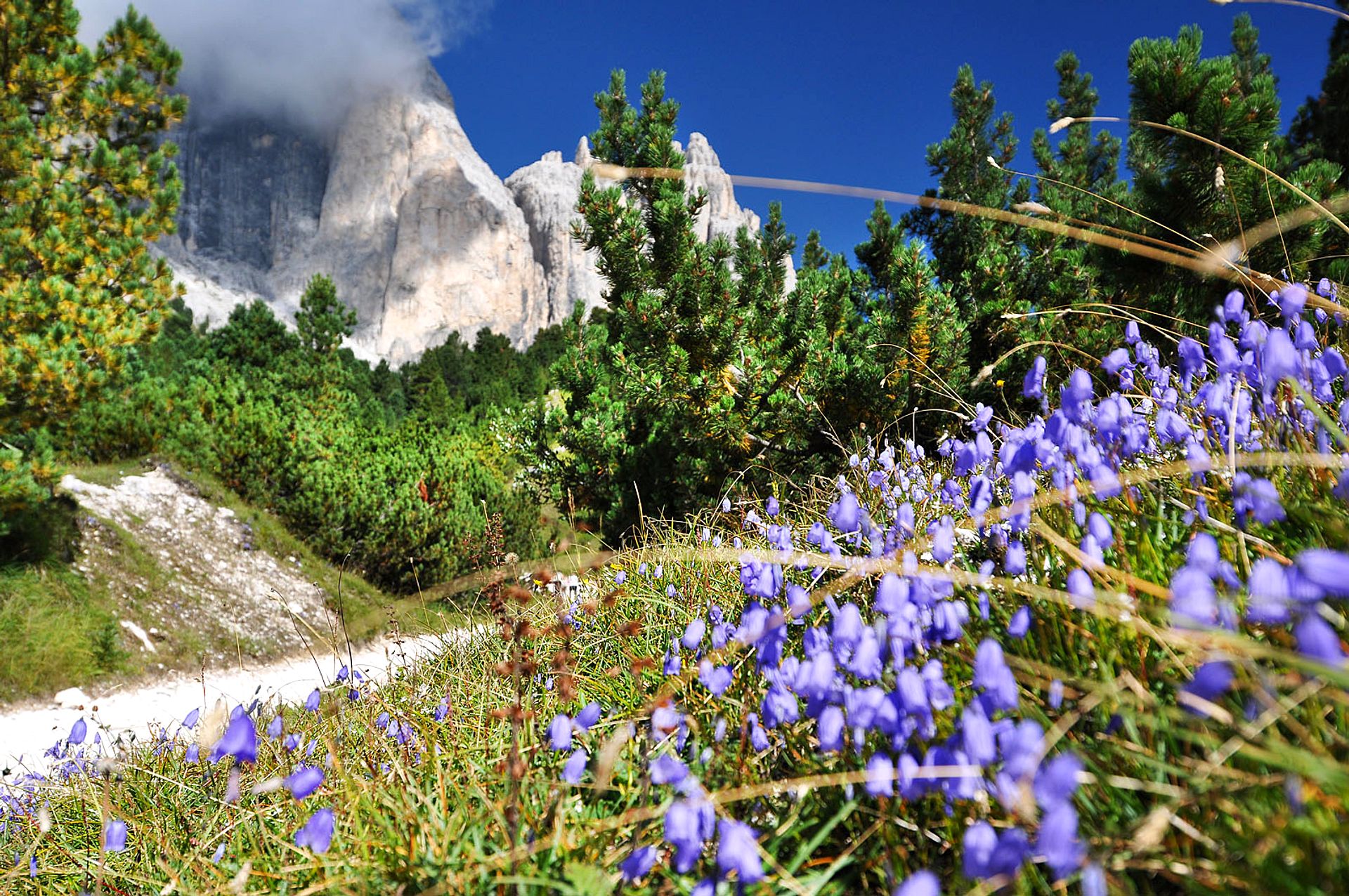 Mountains and Alpine flowers