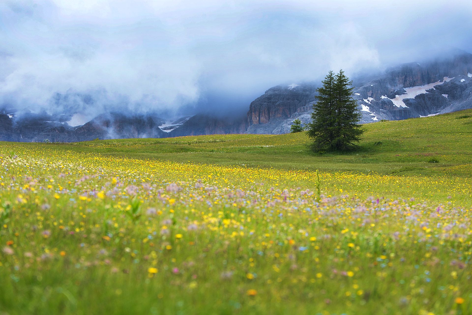 Flowery meadow among the mountains