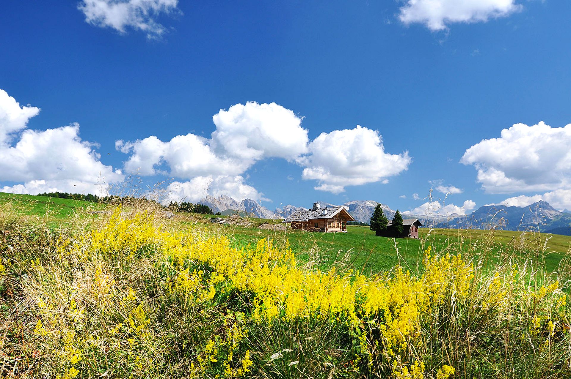Alpine landscape with yellow flowers
