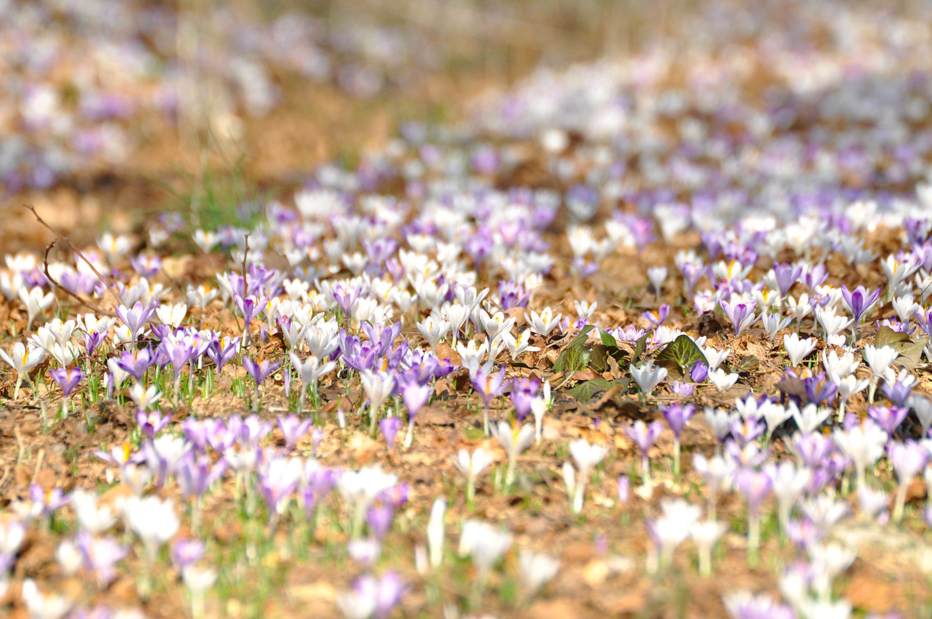 Field of crocuses in bloom