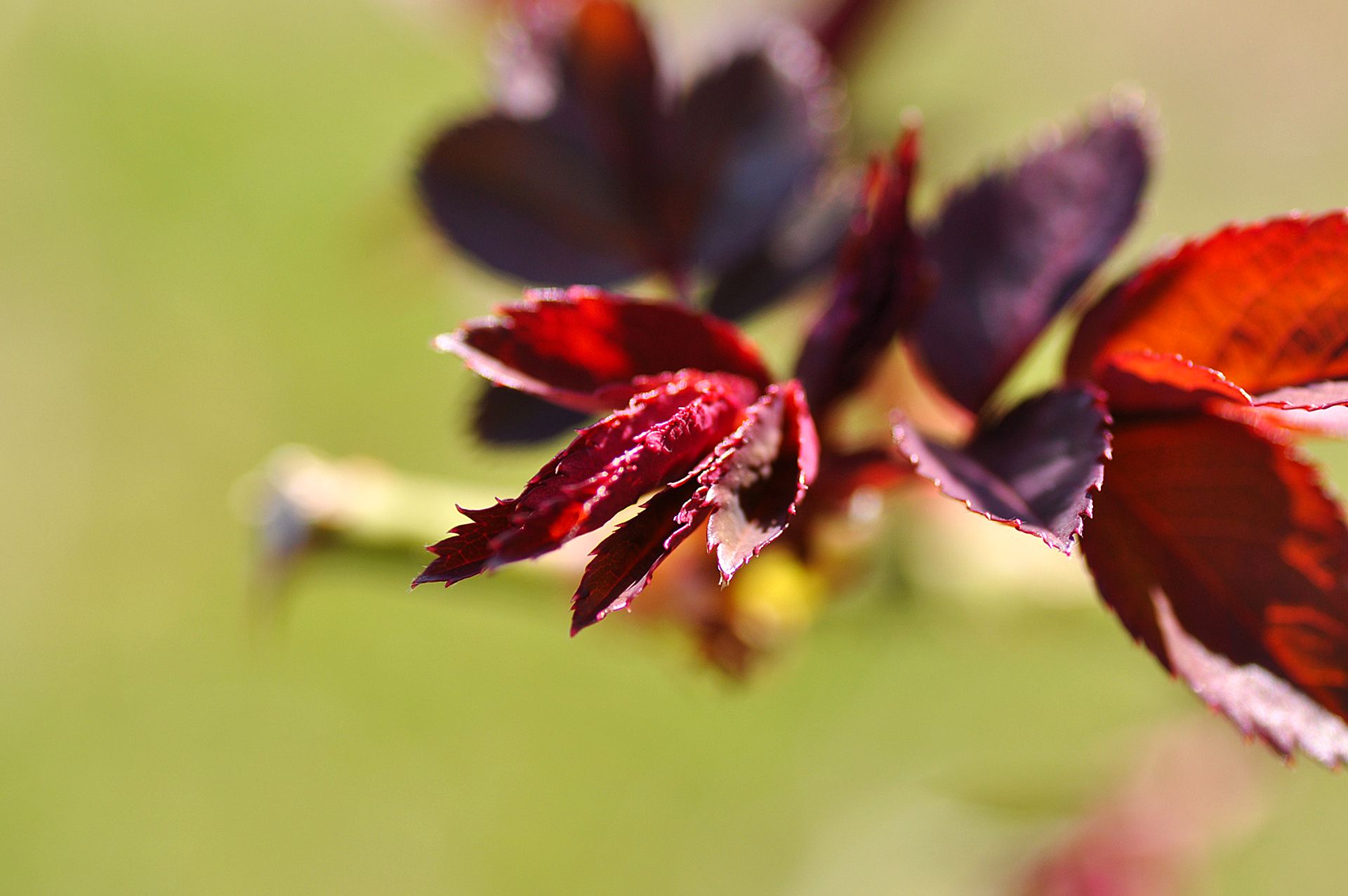 Detail of red leaves